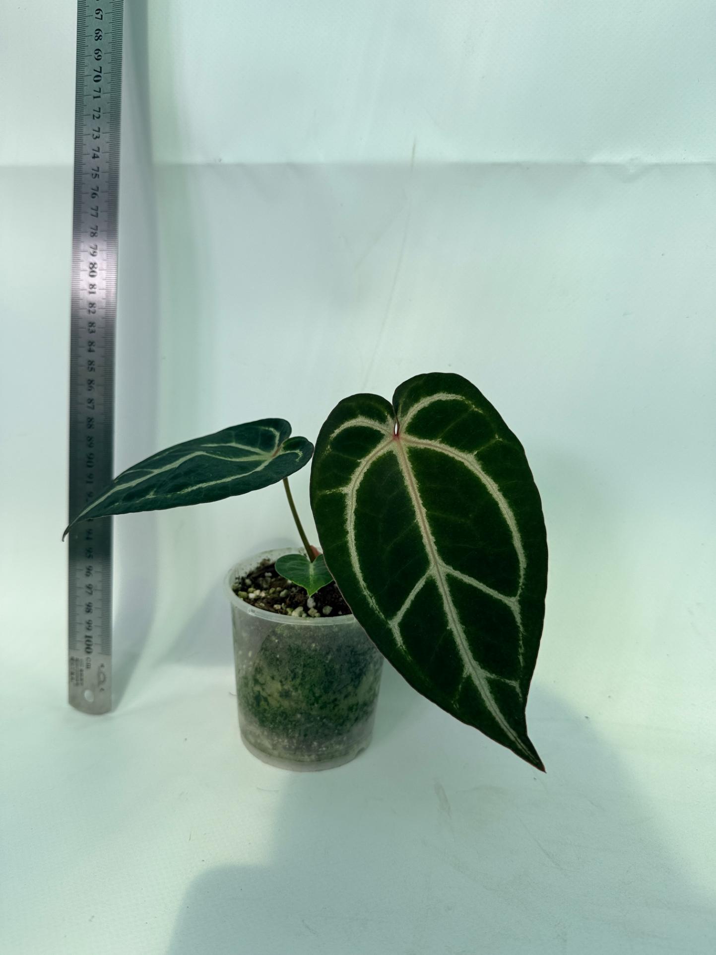 Anthurium Red Crystallinum x Dorayaki 6