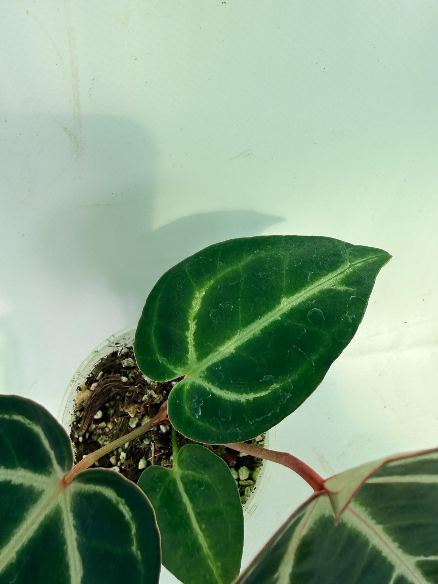 Anthurium Red Crystallinum x Dorayaki 11