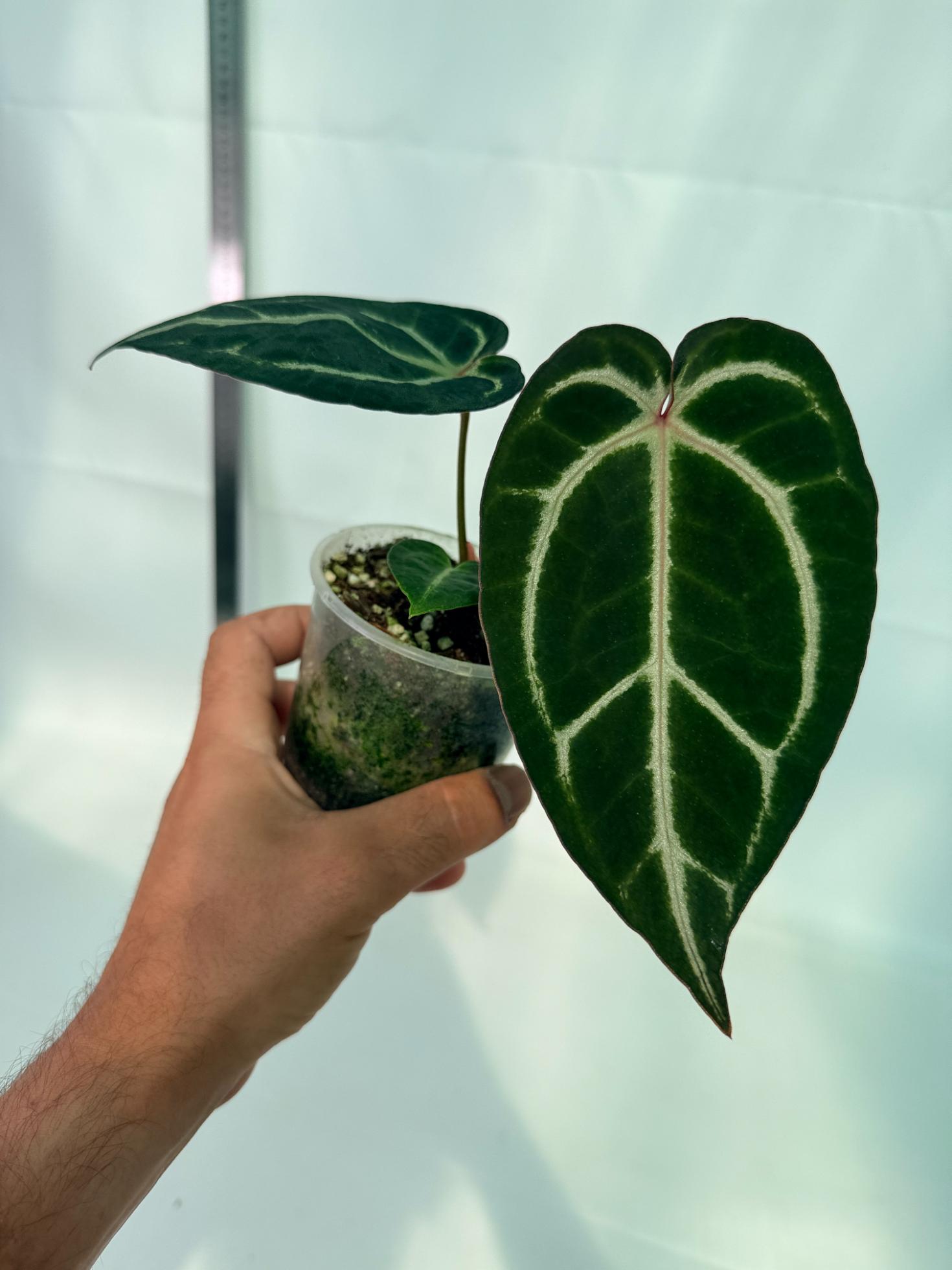 Anthurium Red Crystallinum x Dorayaki 8
