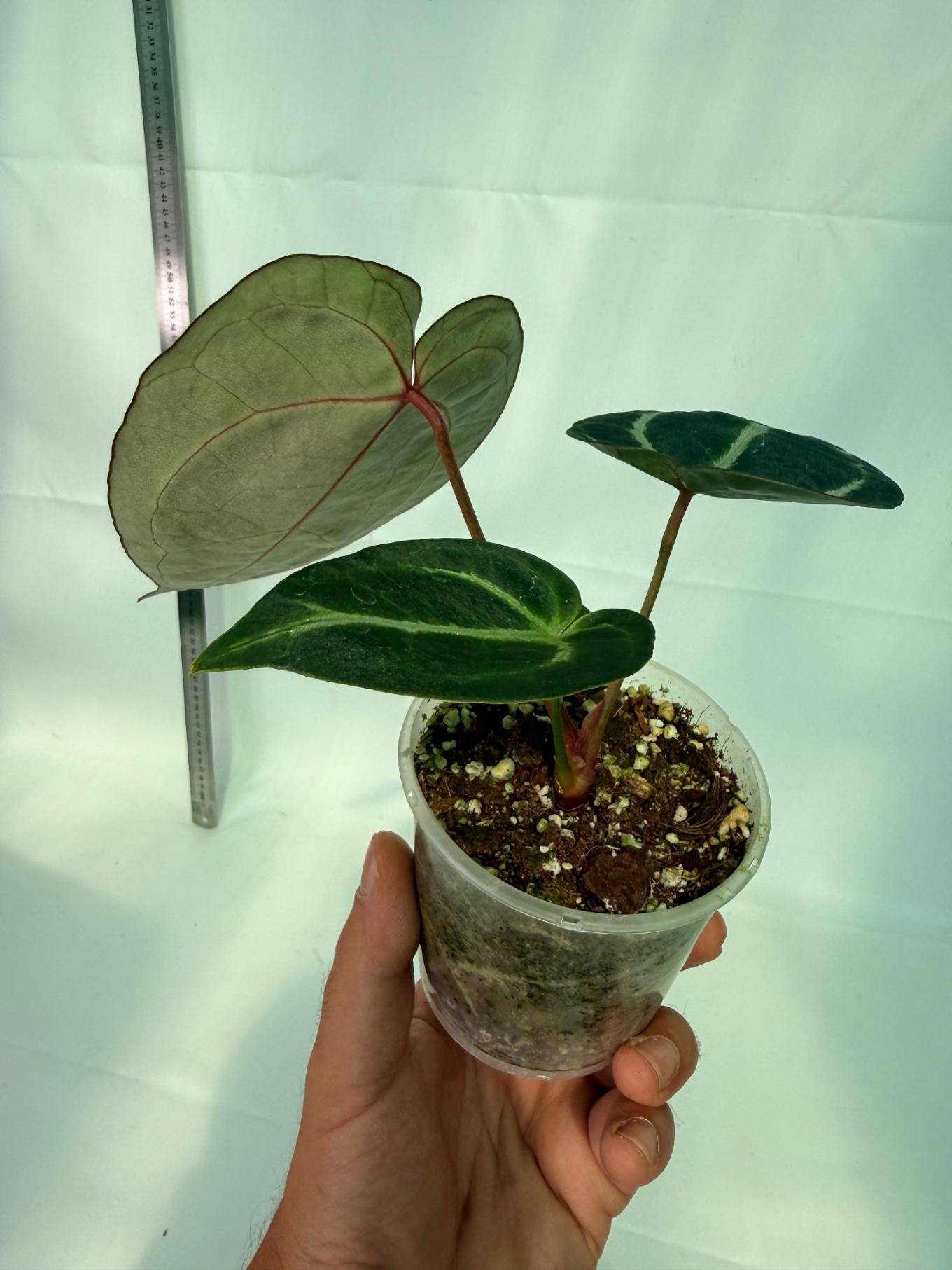 Anthurium Red Crystallinum x Dorayaki 9