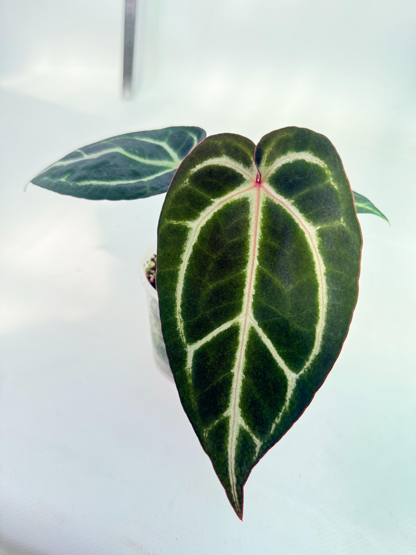 Anthurium Red Crystallinum x Dorayaki 3