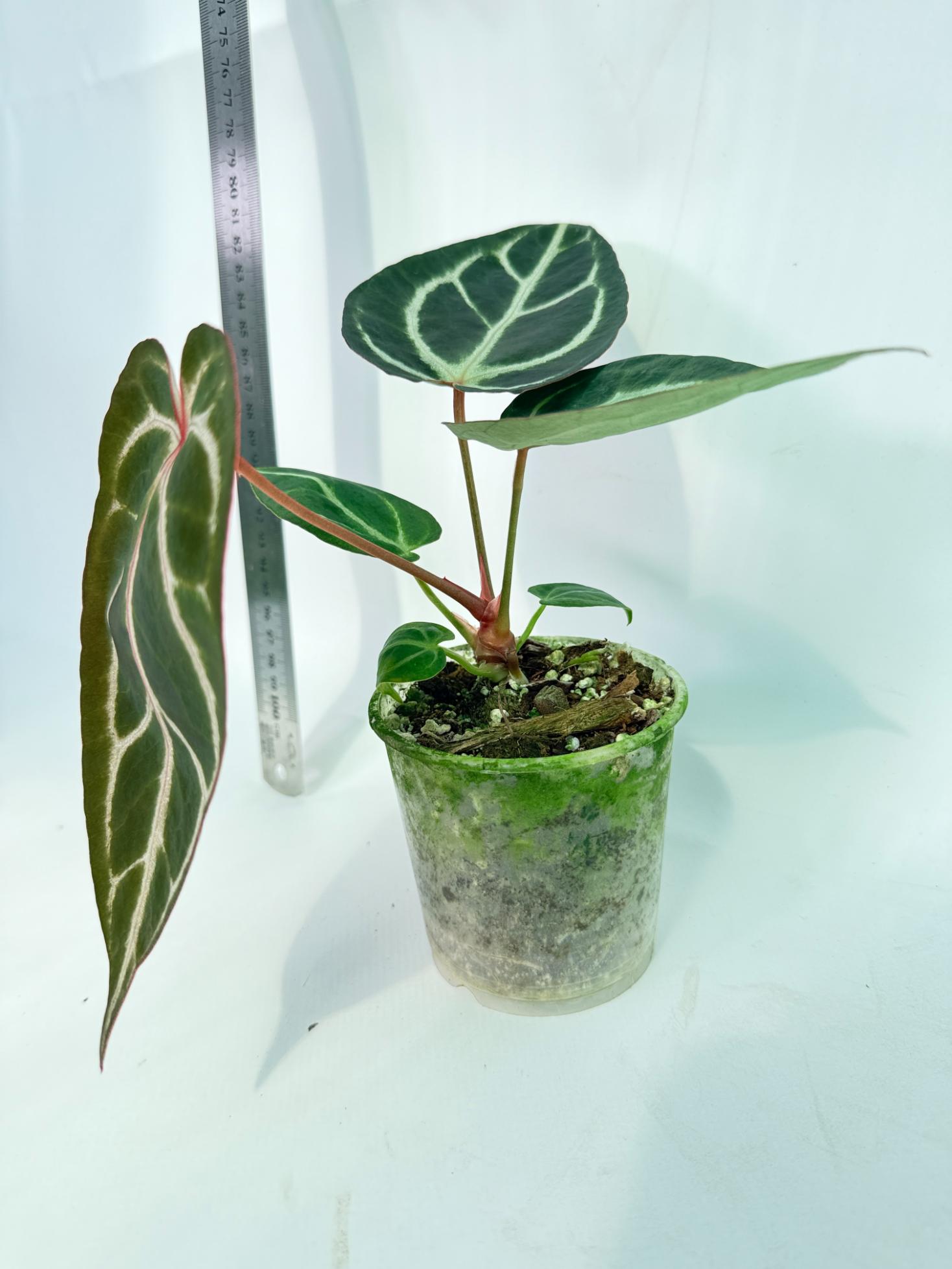 Anthurium Red Crystallinum x Dorayaki | Welovetropicalplants