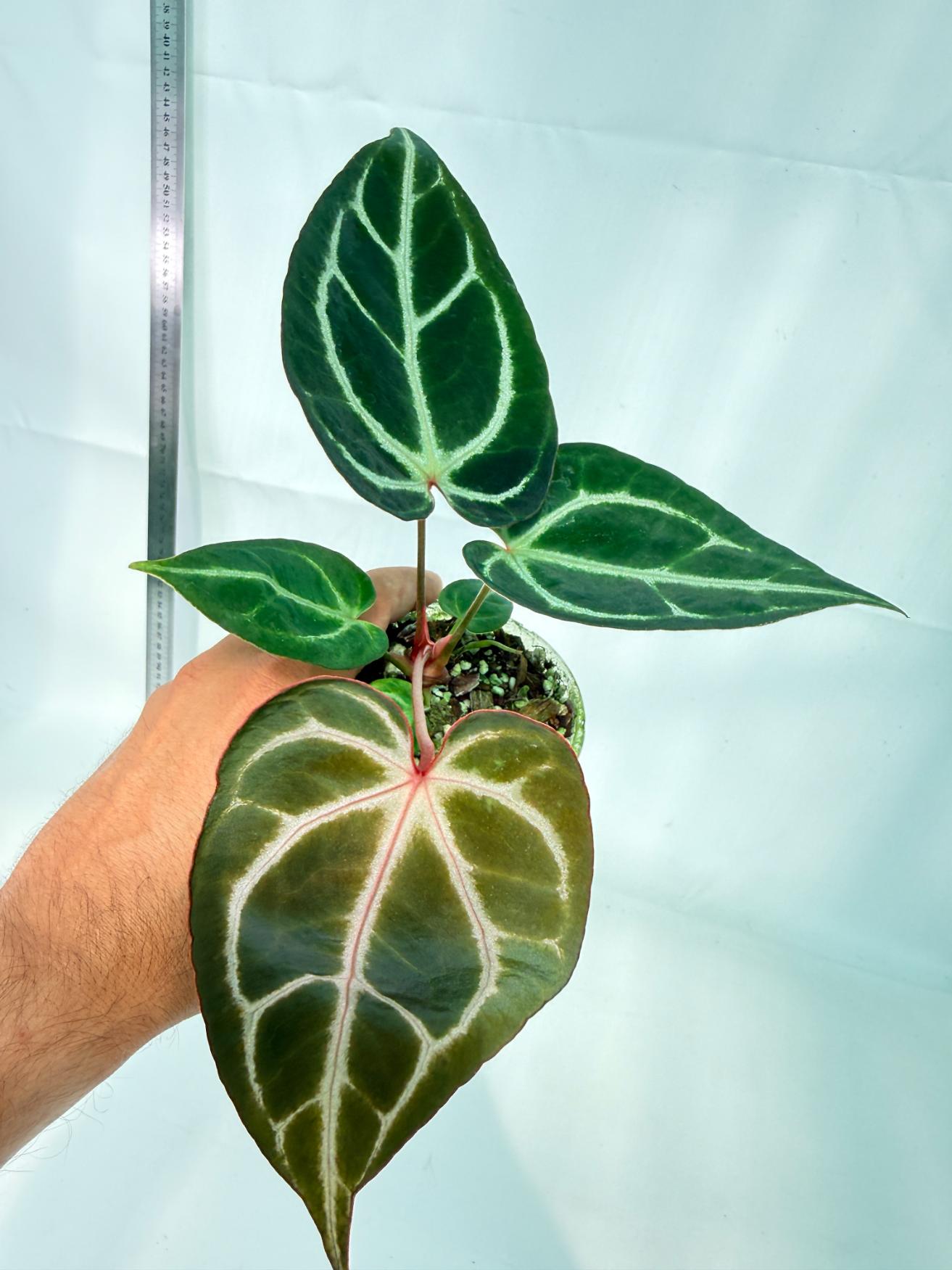 Anthurium Red Crystallinum x Dorayaki 8