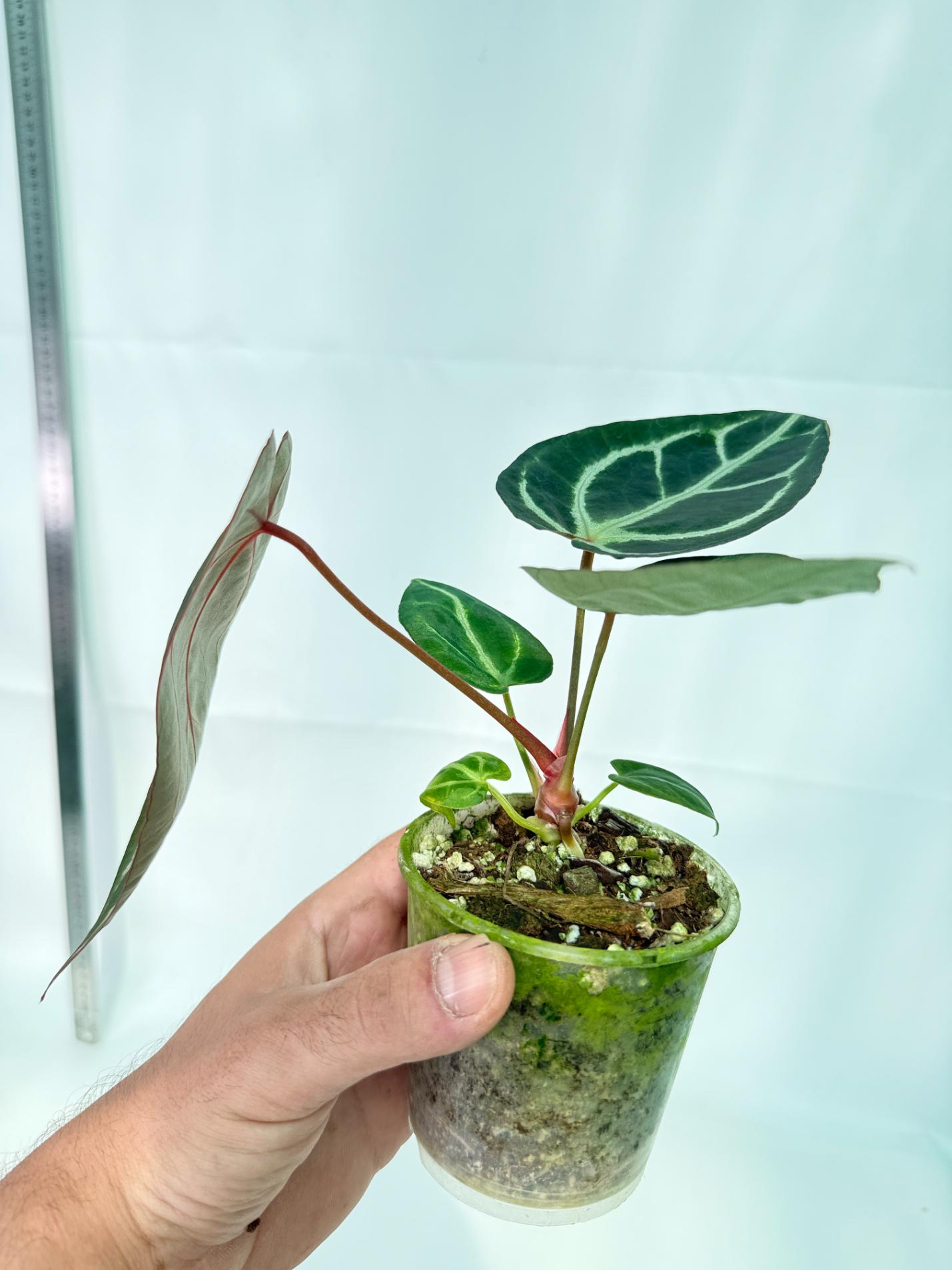 Anthurium Red Crystallinum x Dorayaki 9