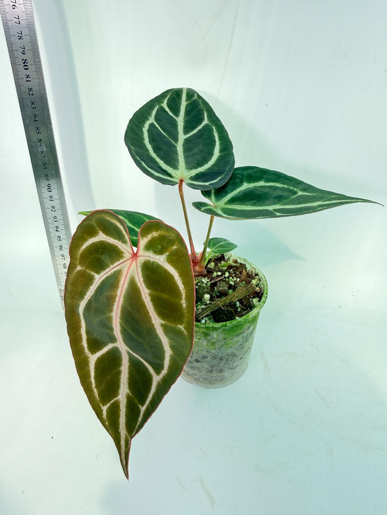 Anthurium Red Crystallinum x Dorayaki 4