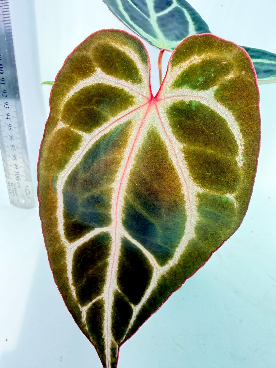Anthurium Red Crystallinum x Dorayaki 2