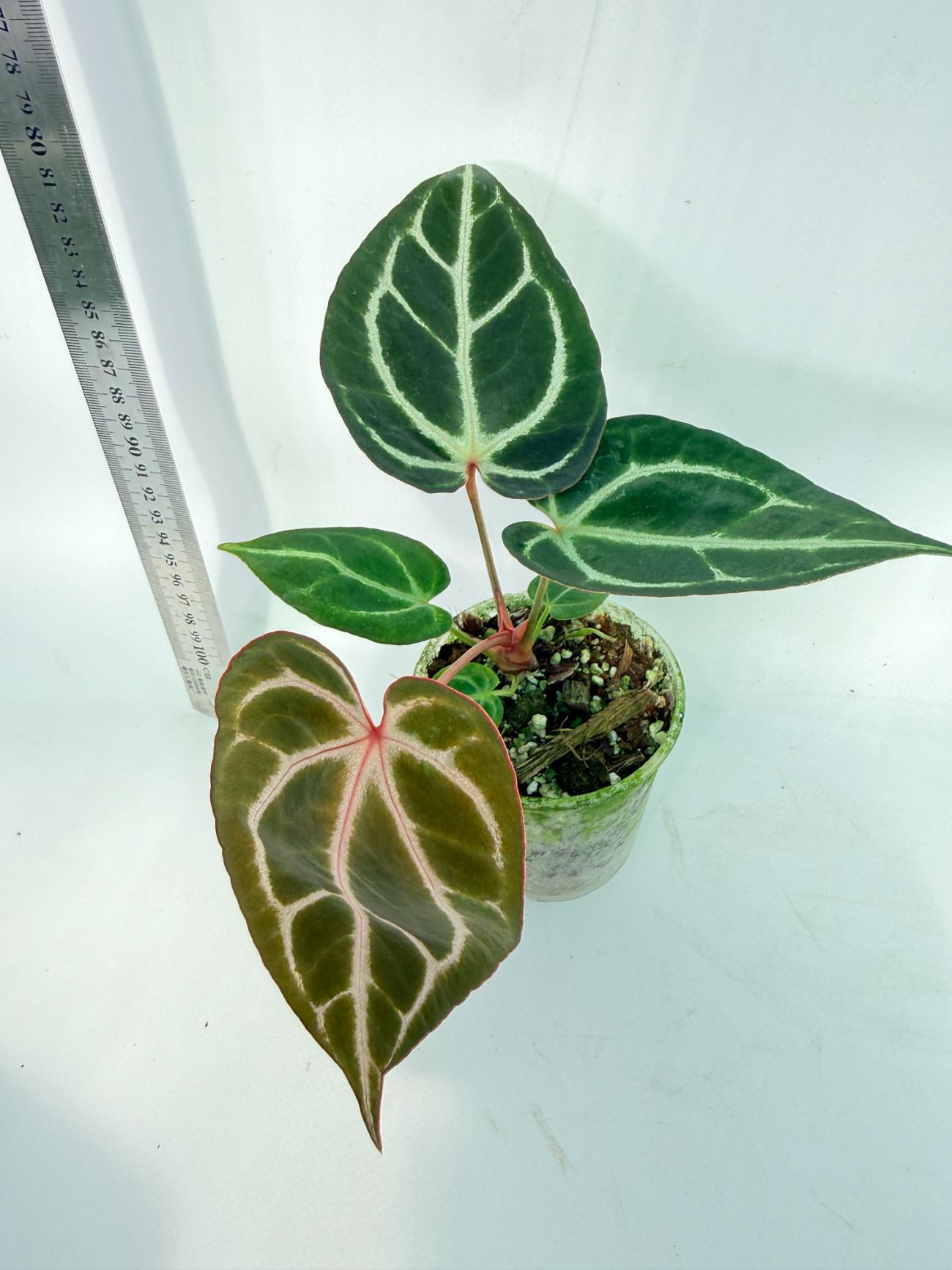 Anthurium Red Crystallinum x Dorayaki 10