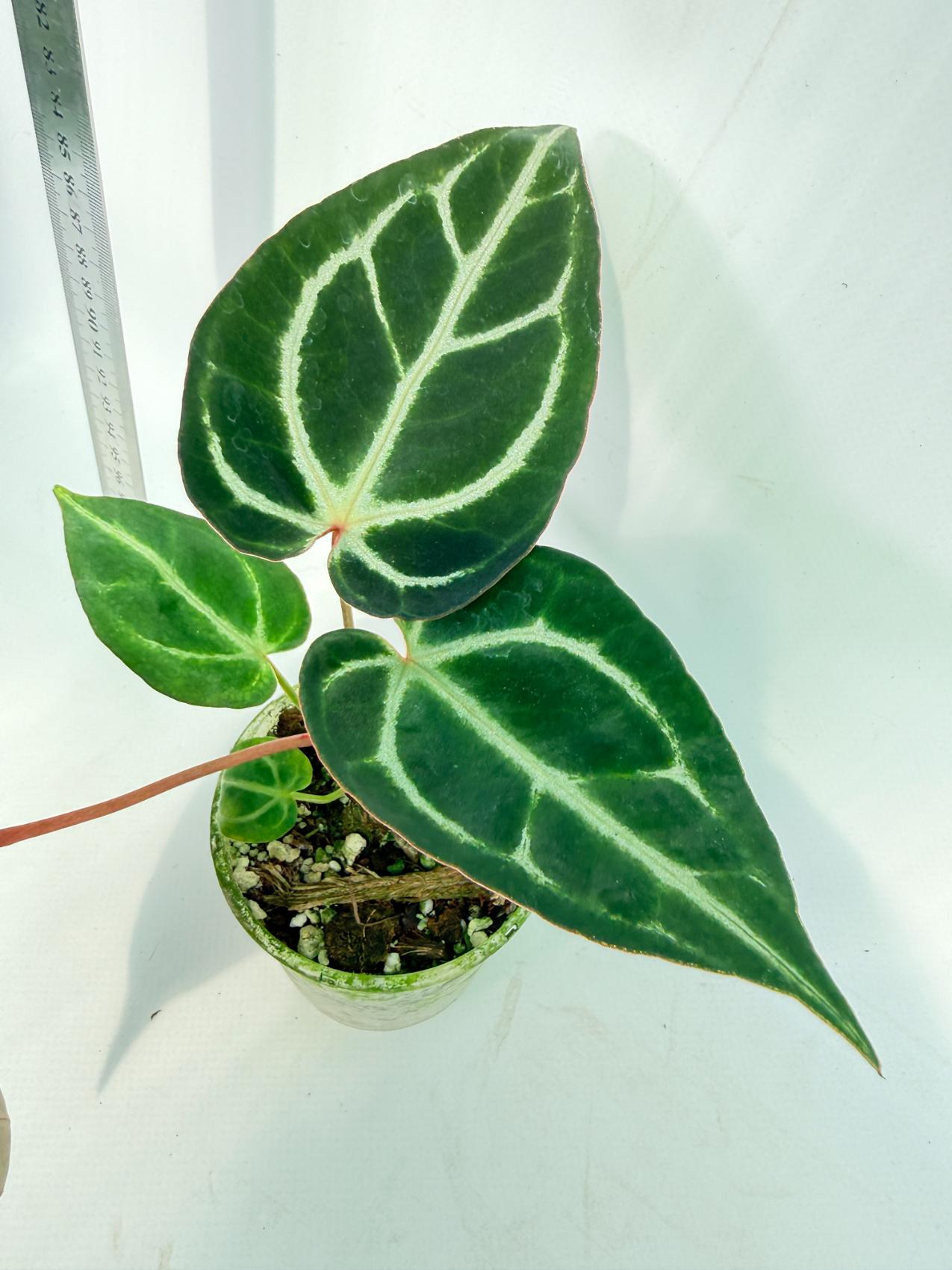 Anthurium Red Crystallinum x Dorayaki 3