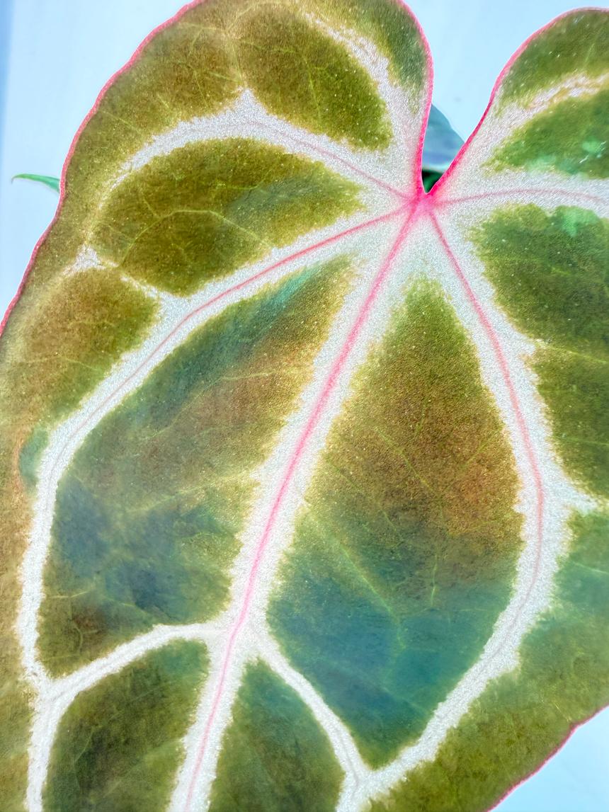 Anthurium Red Crystallinum x Dorayaki 11