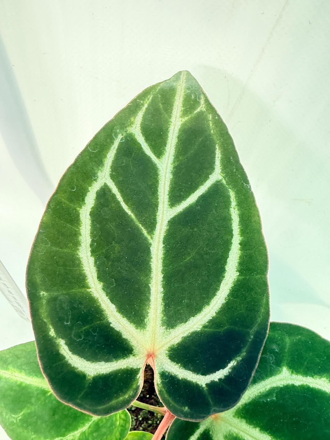 Anthurium Red Crystallinum x Dorayaki 5