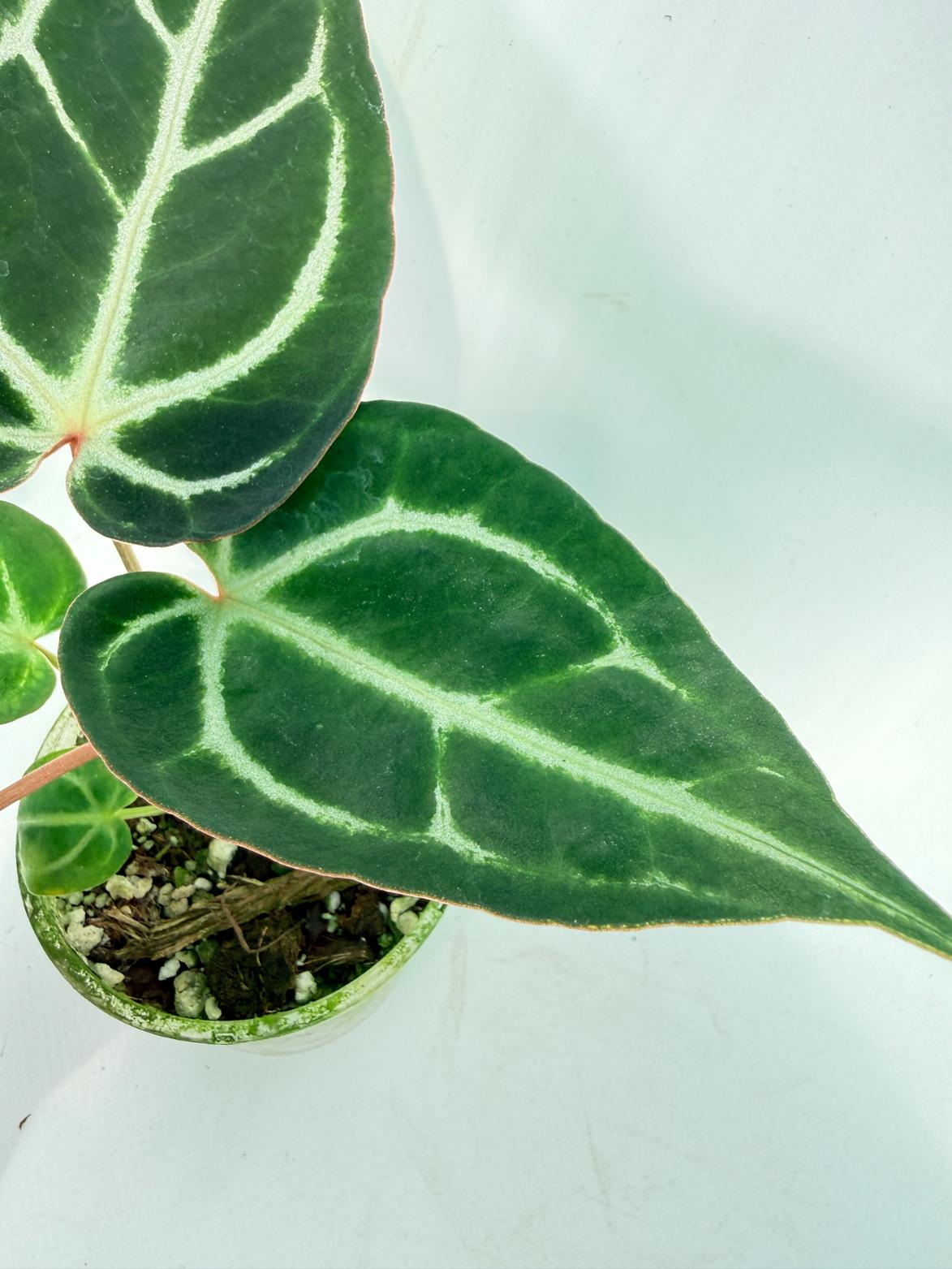 Anthurium Red Crystallinum x Dorayaki 6