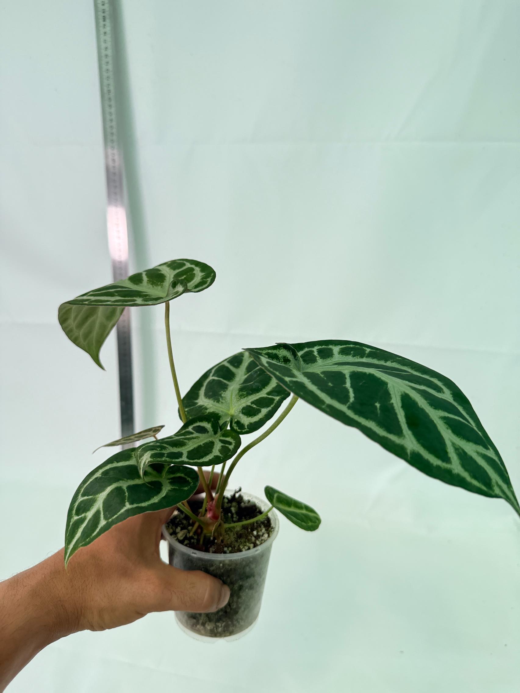 Anthurium Red Crystallinum x Dorayaki 3