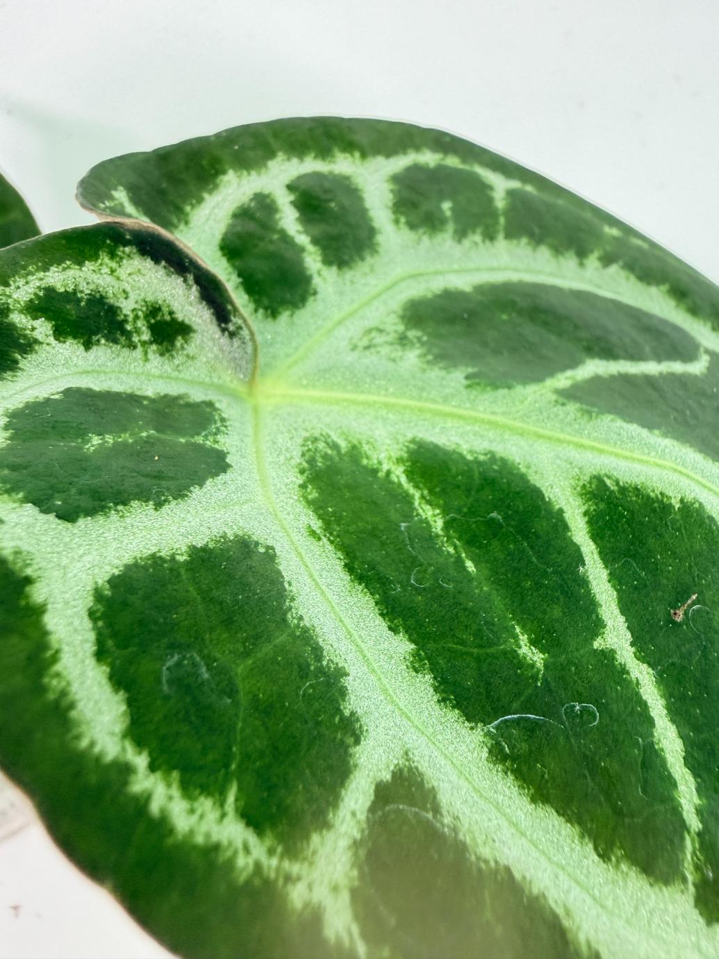 Anthurium Red Crystallinum x Dorayaki 9