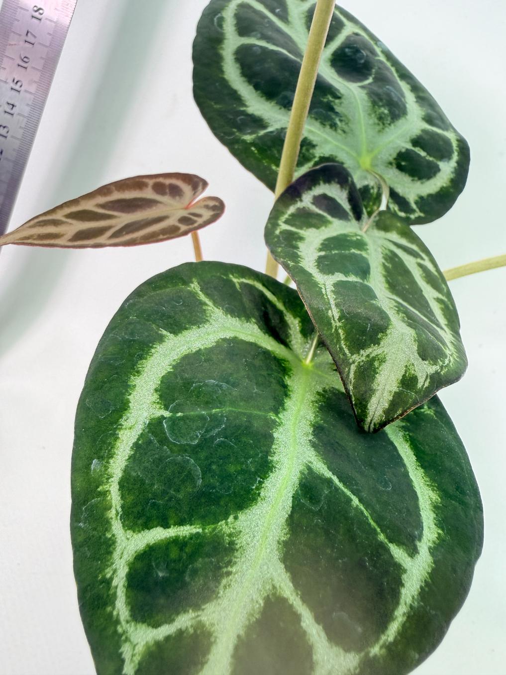 Anthurium Red Crystallinum x Dorayaki 10