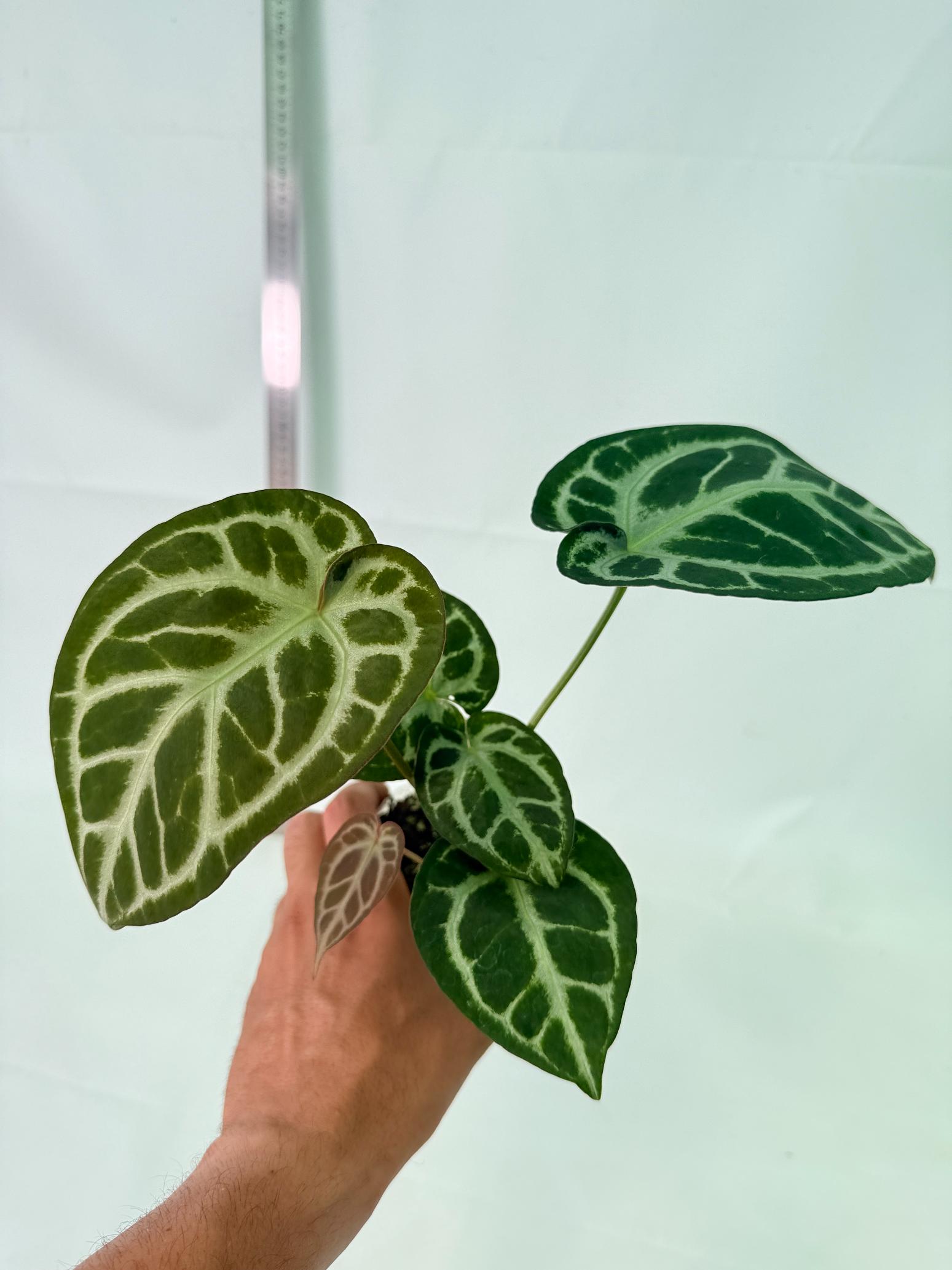 Anthurium Red Crystallinum x Dorayaki 11