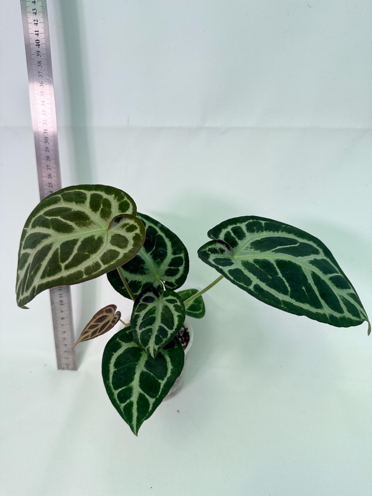 Anthurium Red Crystallinum x Dorayaki 4