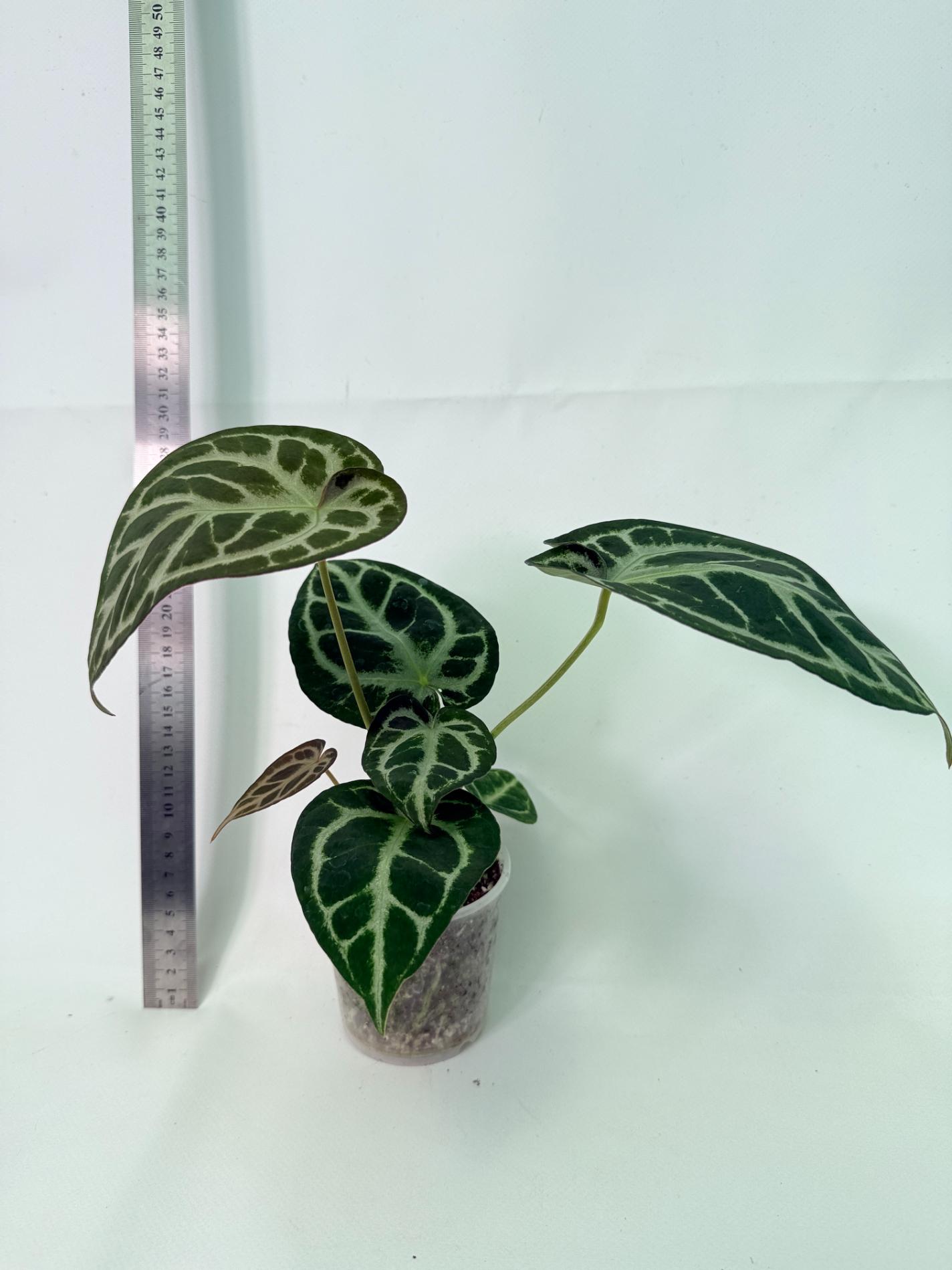 Anthurium Red Crystallinum x Dorayaki 1