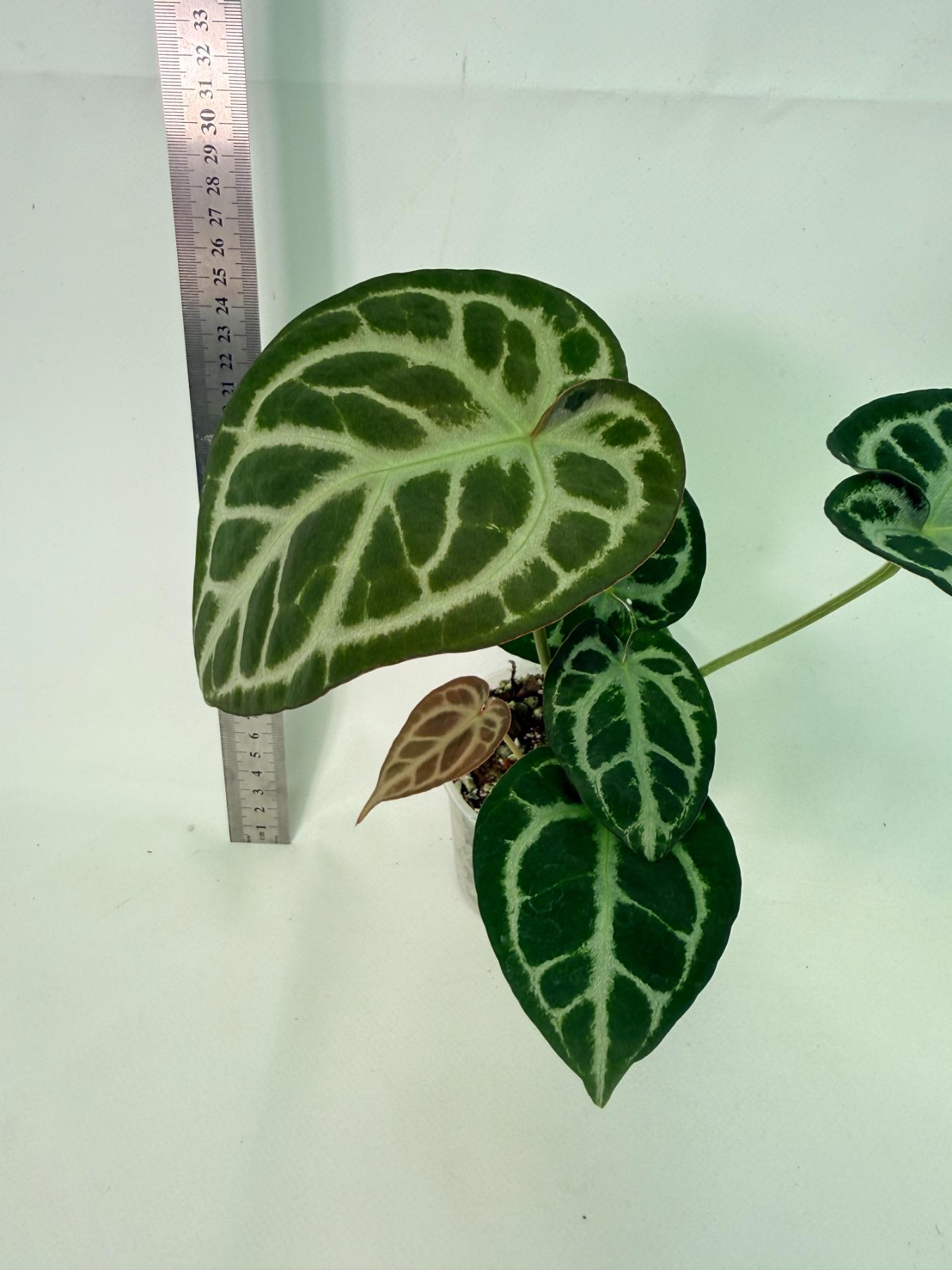 Anthurium Red Crystallinum x Dorayaki 5