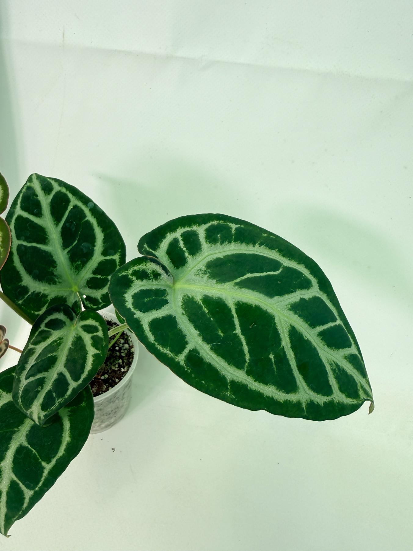 Anthurium Red Crystallinum x Dorayaki 6