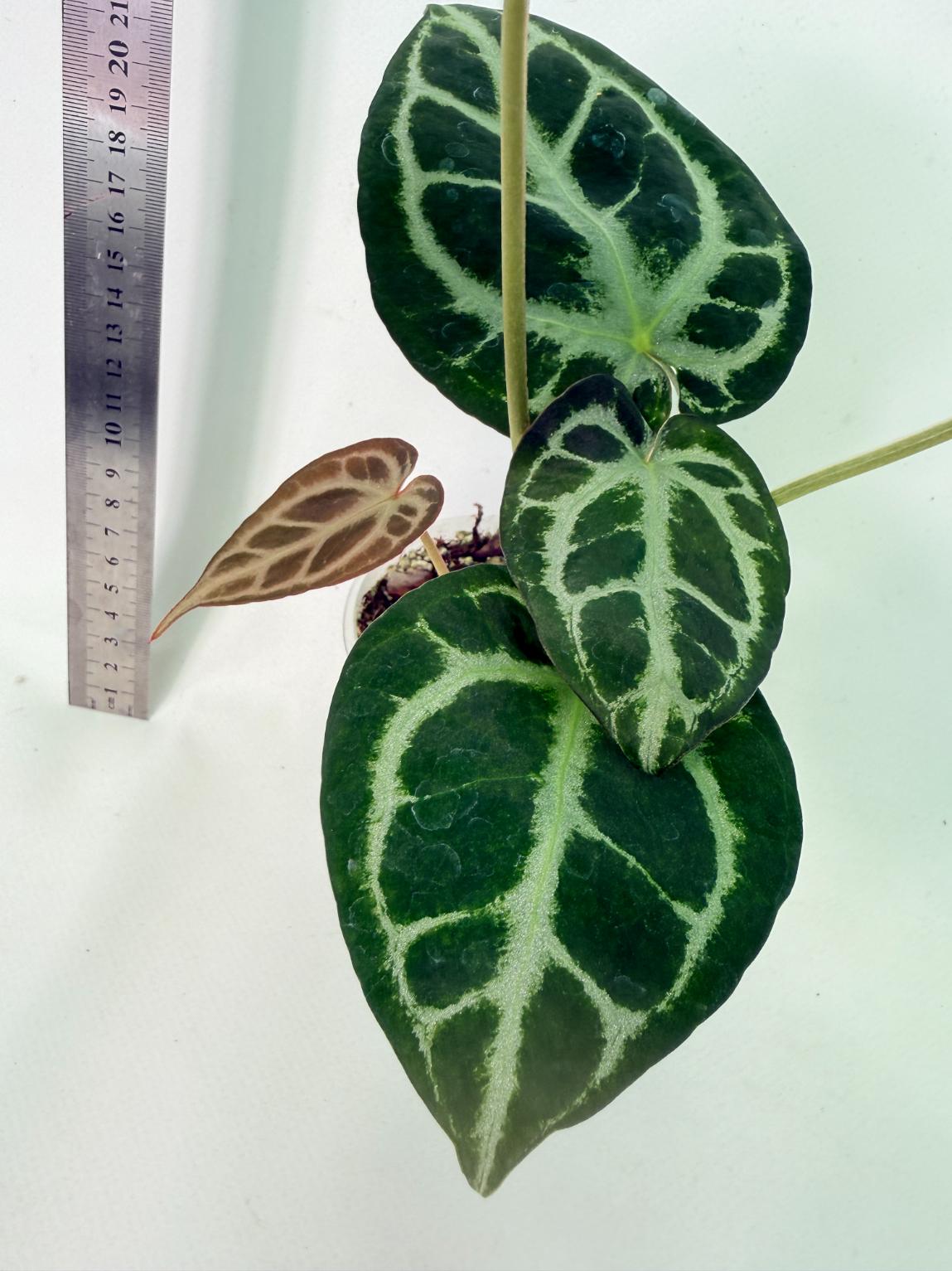 Anthurium Red Crystallinum x Dorayaki 7
