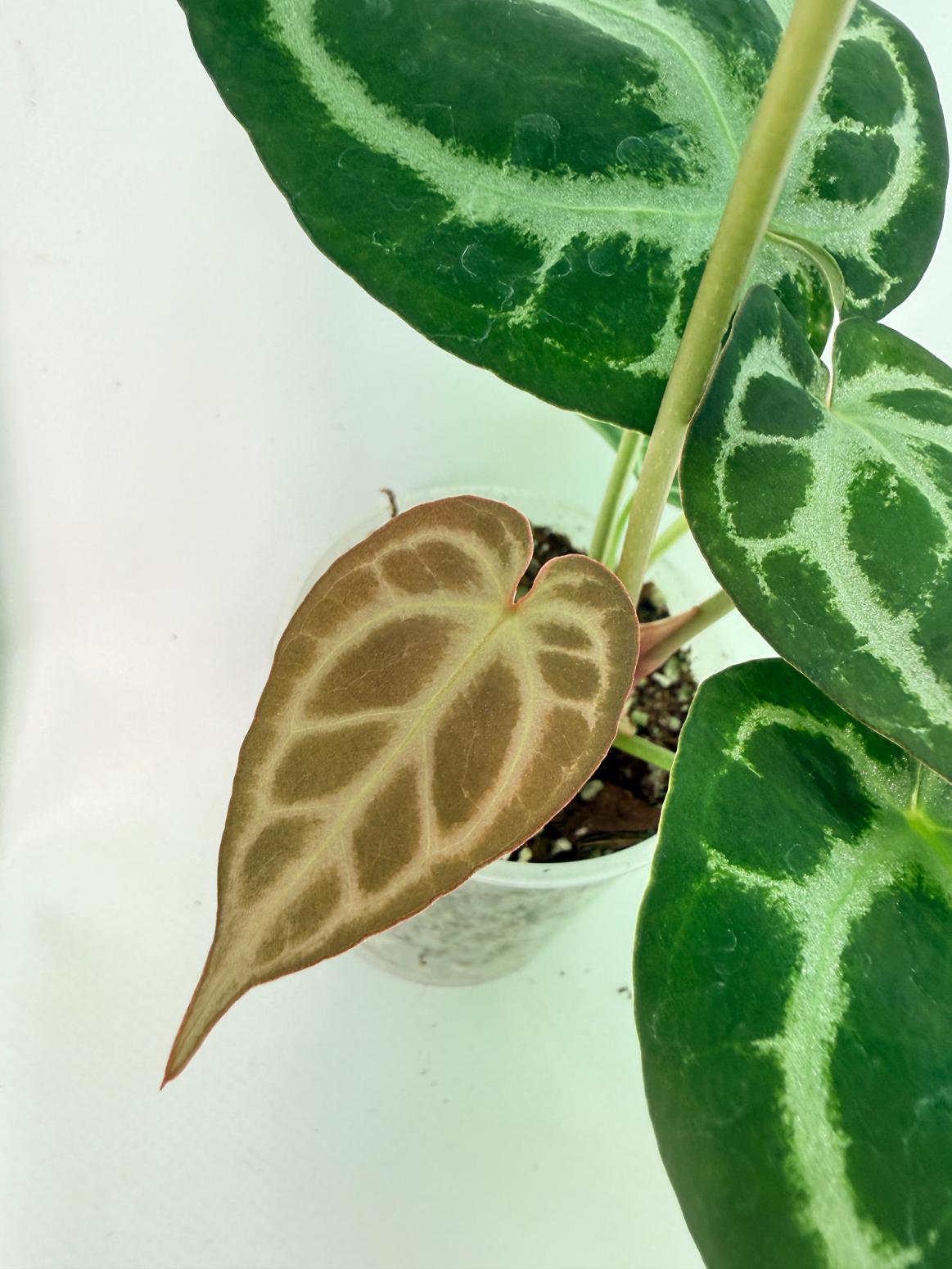 Anthurium Red Crystallinum x Dorayaki 8