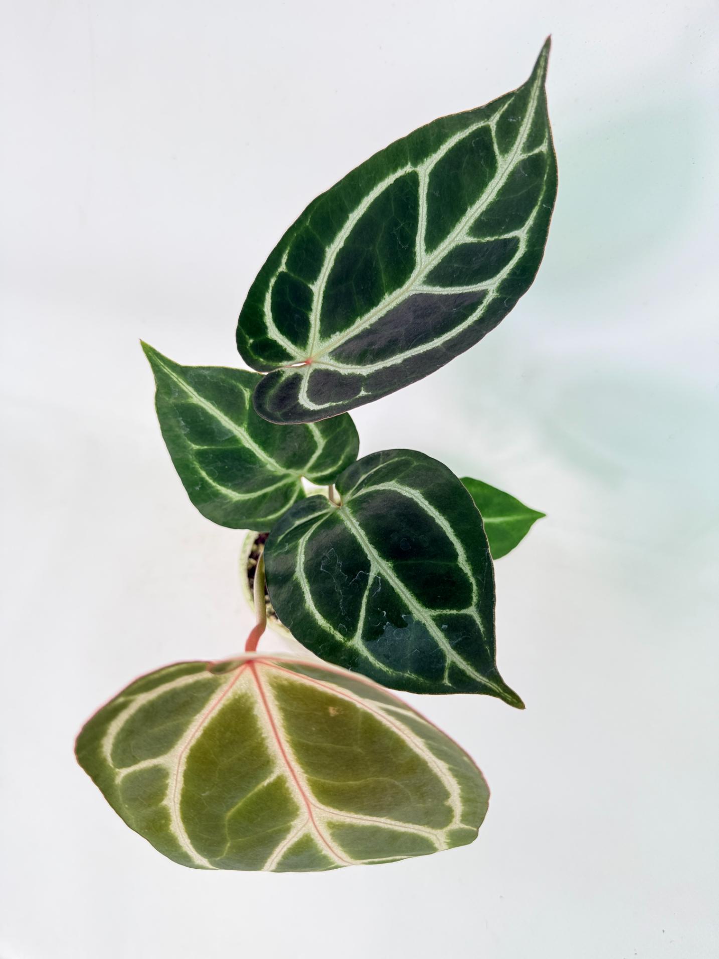 Anthurium Red Crystallinum x Dorayaki 7