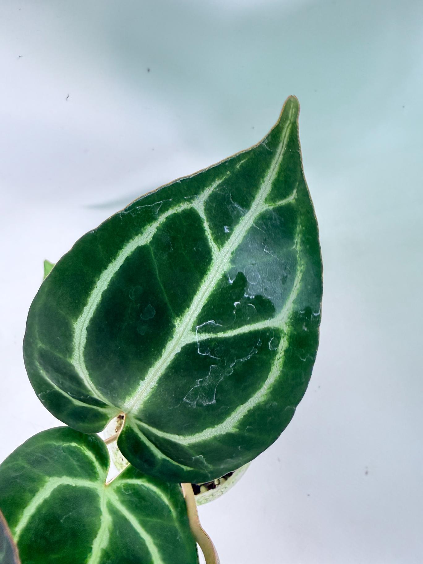 Anthurium Red Crystallinum x Dorayaki 6