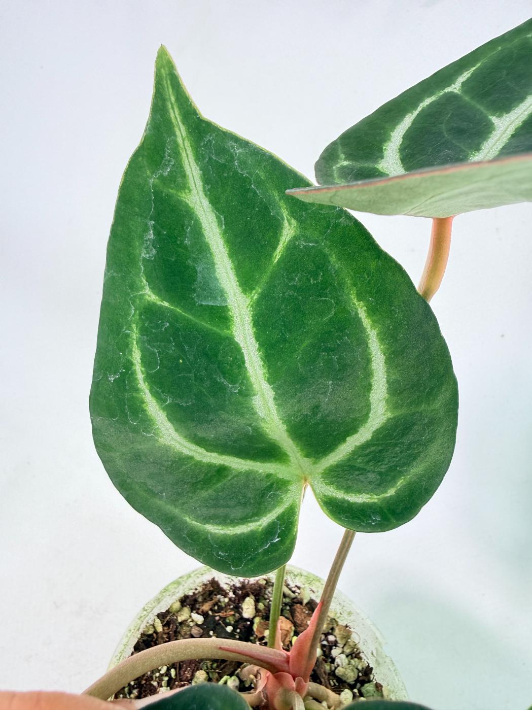 Anthurium Red Crystallinum x Dorayaki 8