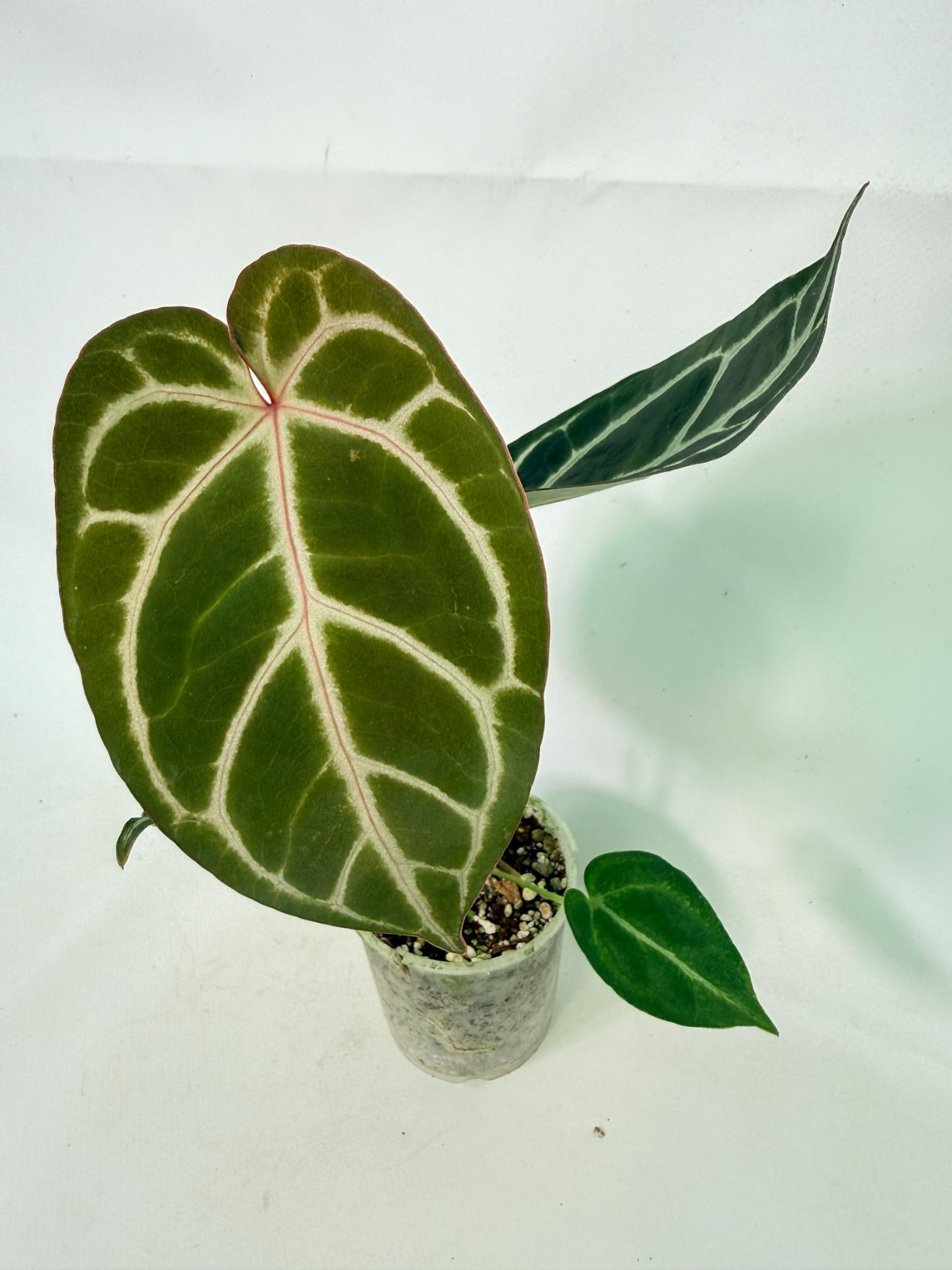 Anthurium Red Crystallinum x Dorayaki 1