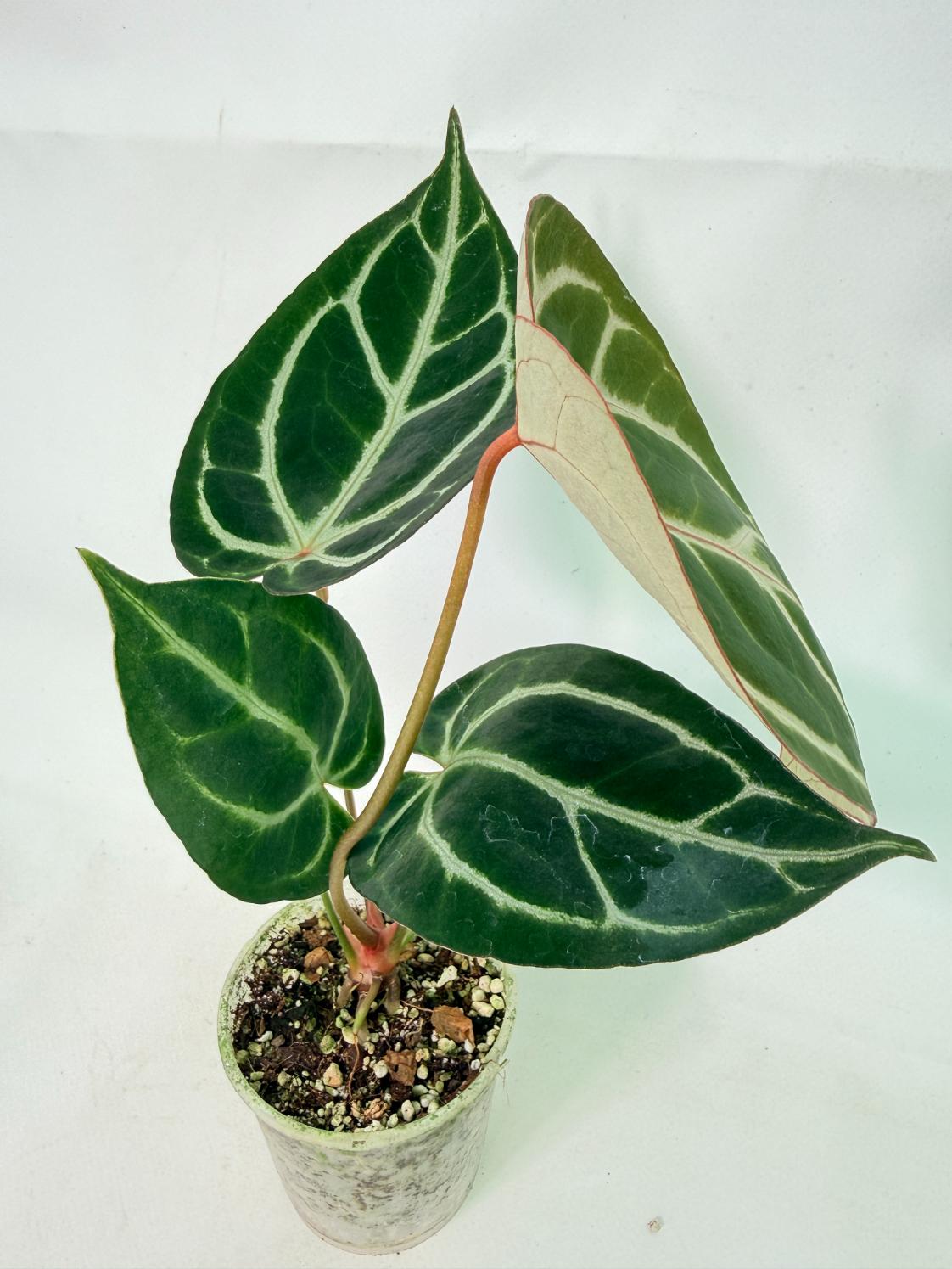 Anthurium Red Crystallinum x Dorayaki 2