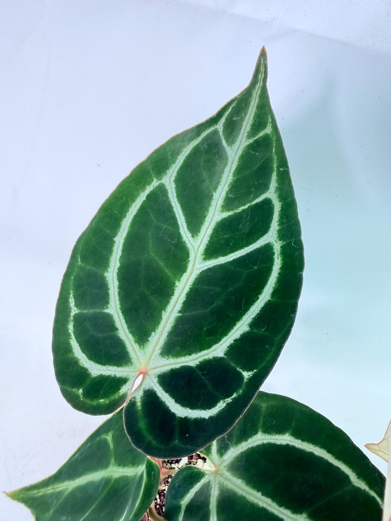 Anthurium Red Crystallinum x Dorayaki 4