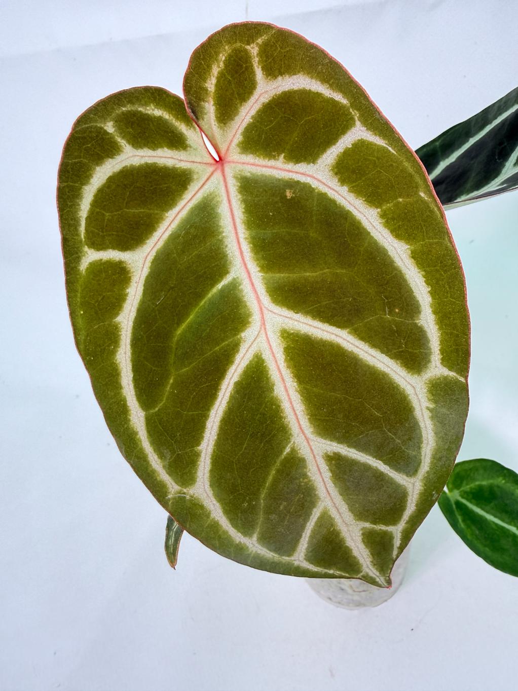 Anthurium Red Crystallinum x Dorayaki 3