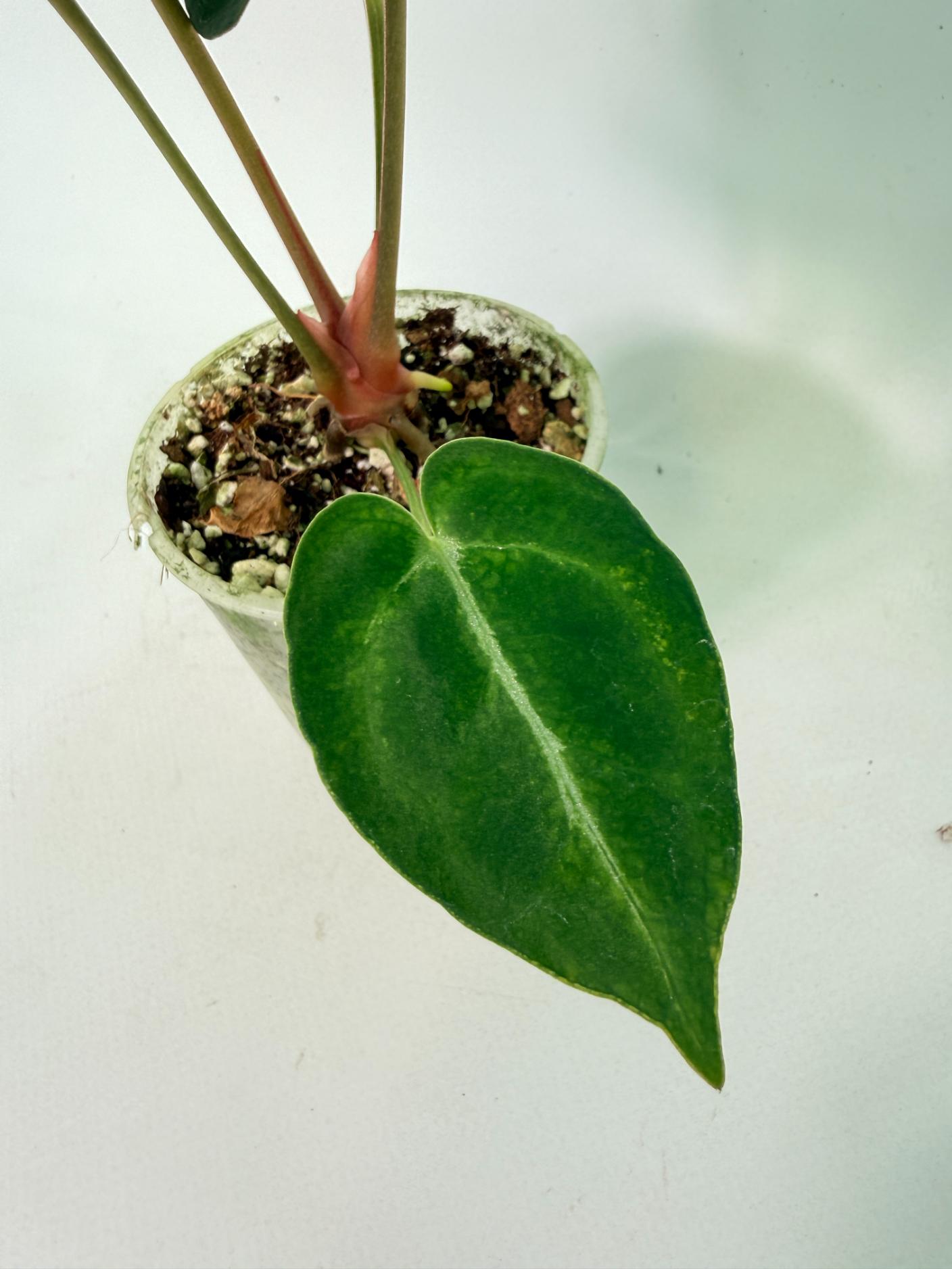 Anthurium Red Crystallinum x Dorayaki 5