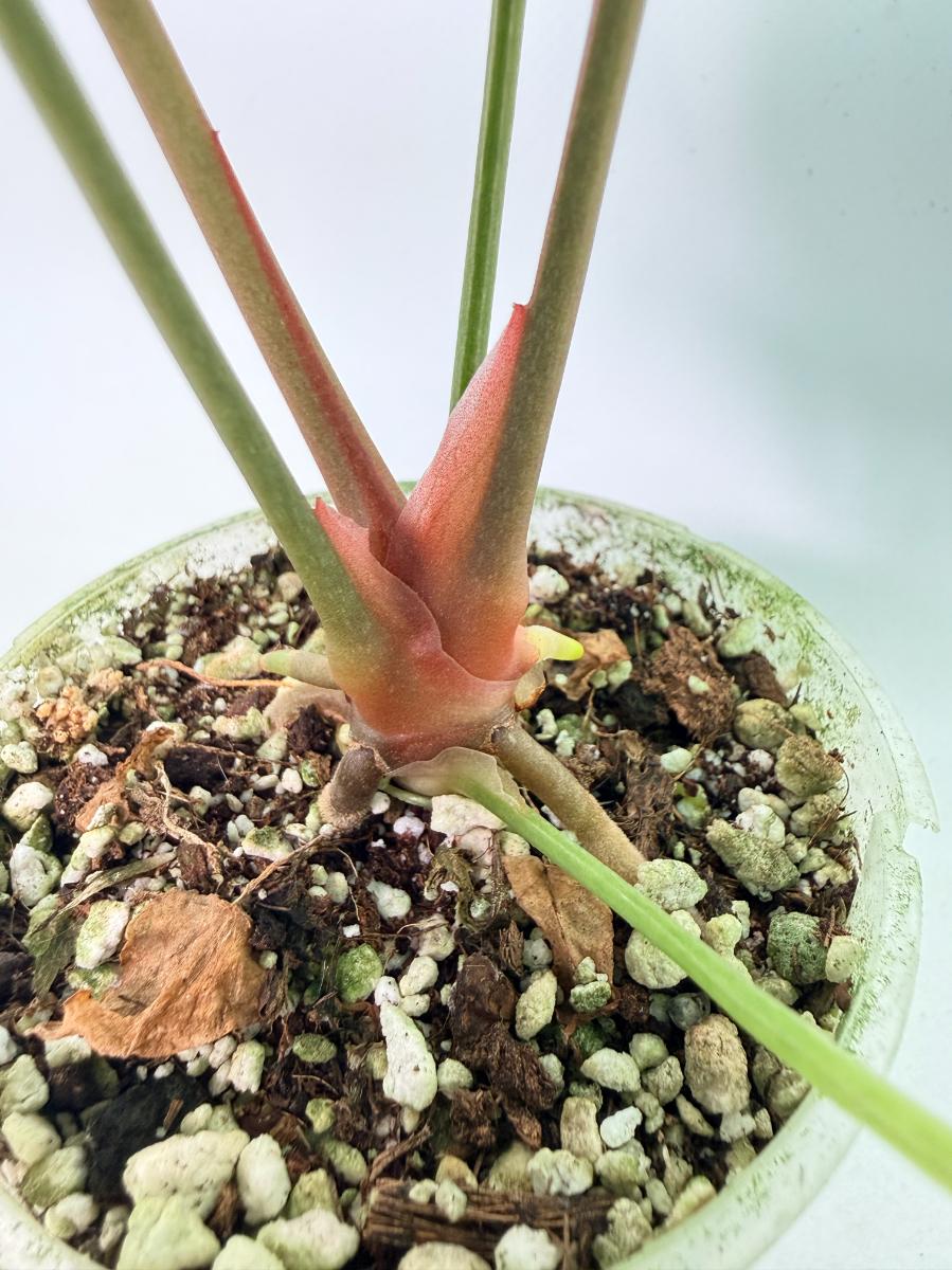 Anthurium Red Crystallinum x Dorayaki 9