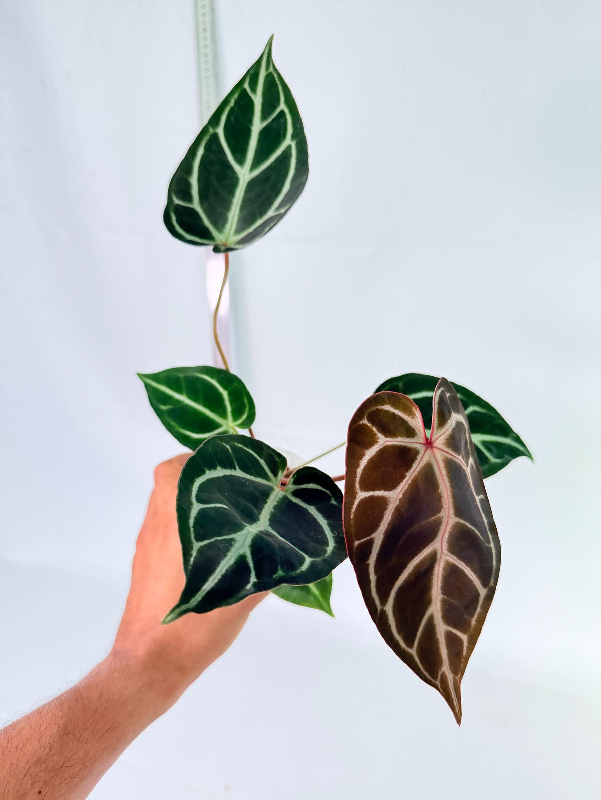 Anthurium Red Crystallinum x Dorayaki 3
