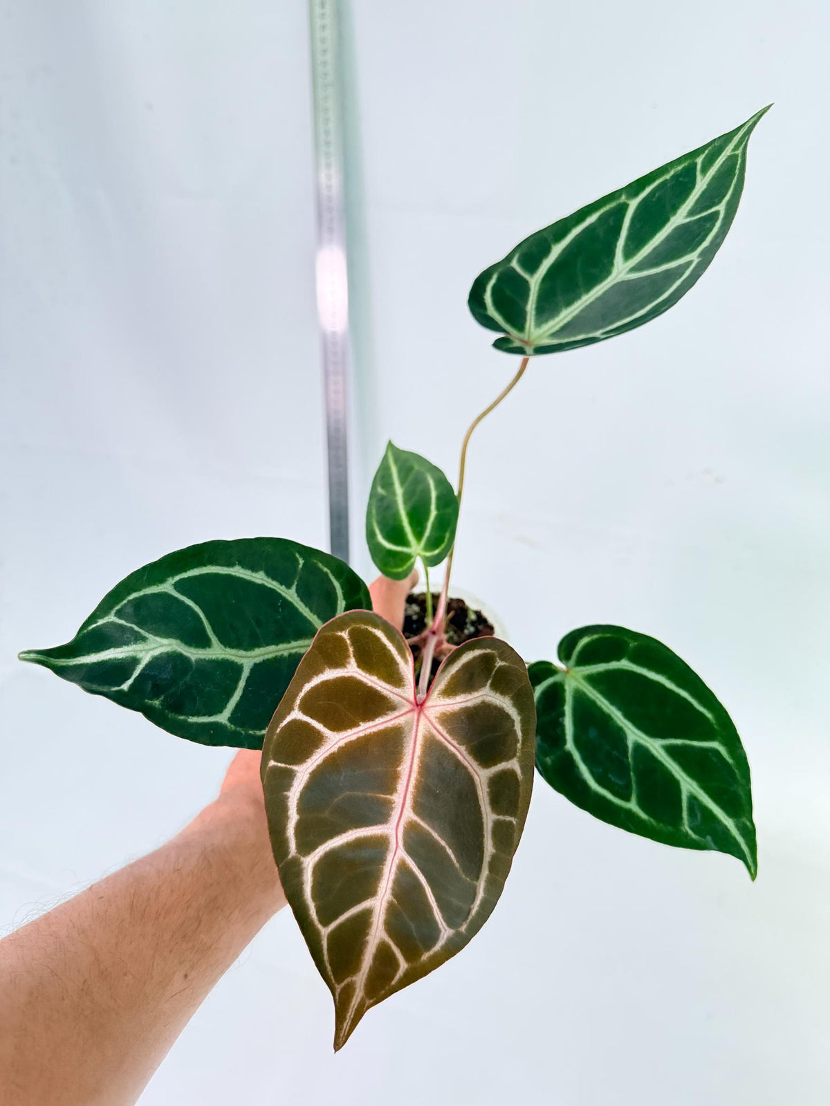 Anthurium Red Crystallinum x Dorayaki 5