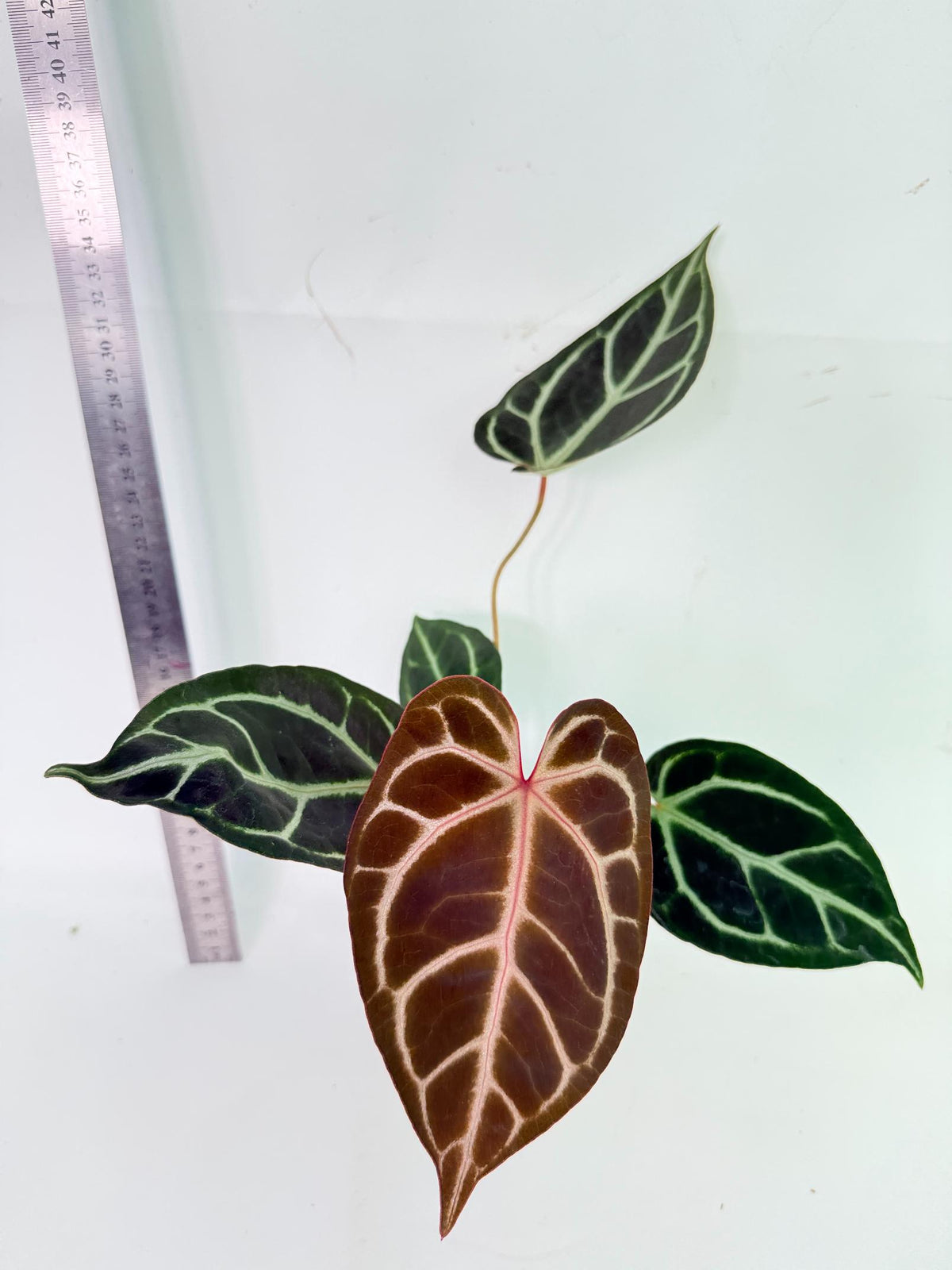 Anthurium Red Crystallinum x Dorayaki 2