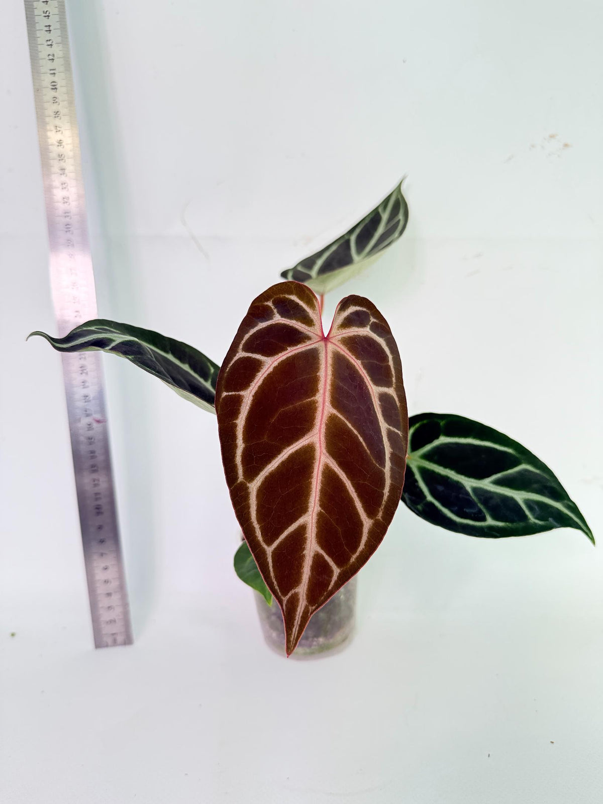 Anthurium Red Crystallinum x Dorayaki 4