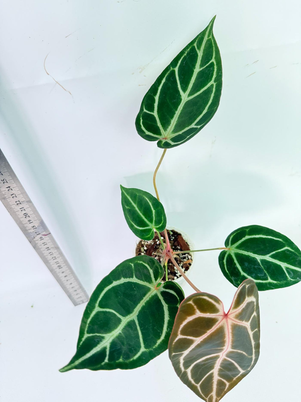 Anthurium Red Crystallinum x Dorayaki 7
