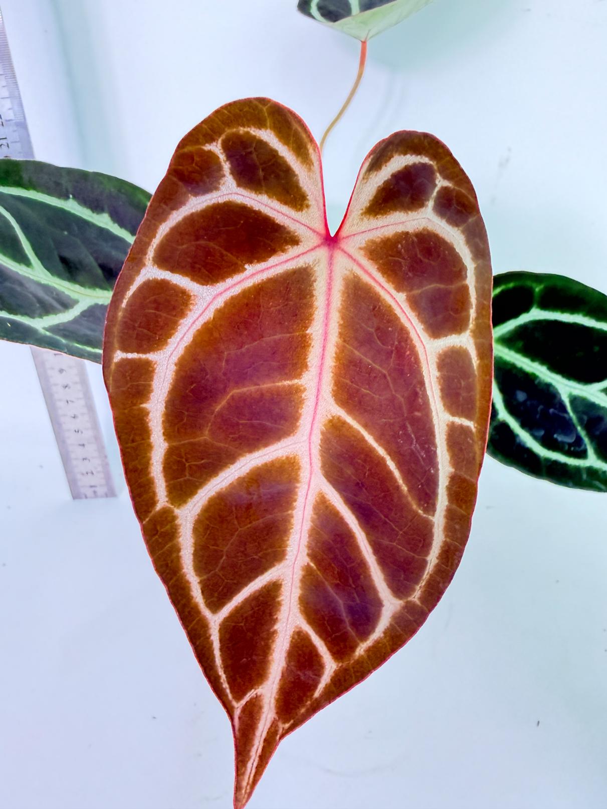 Anthurium Red Crystallinum x Dorayaki 1
