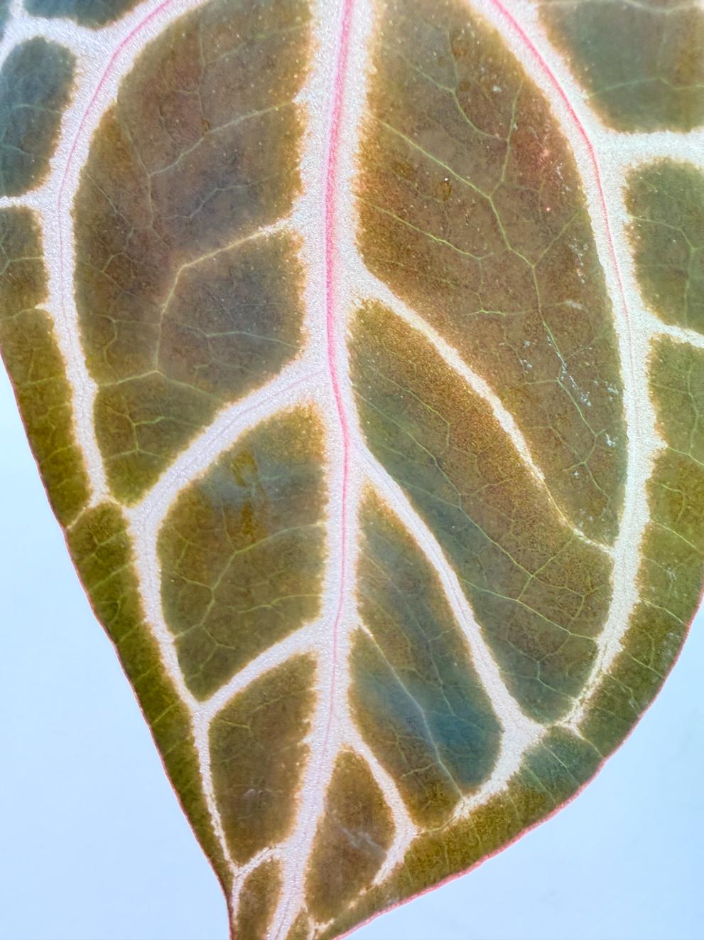 Anthurium Red Crystallinum x Dorayaki 8
