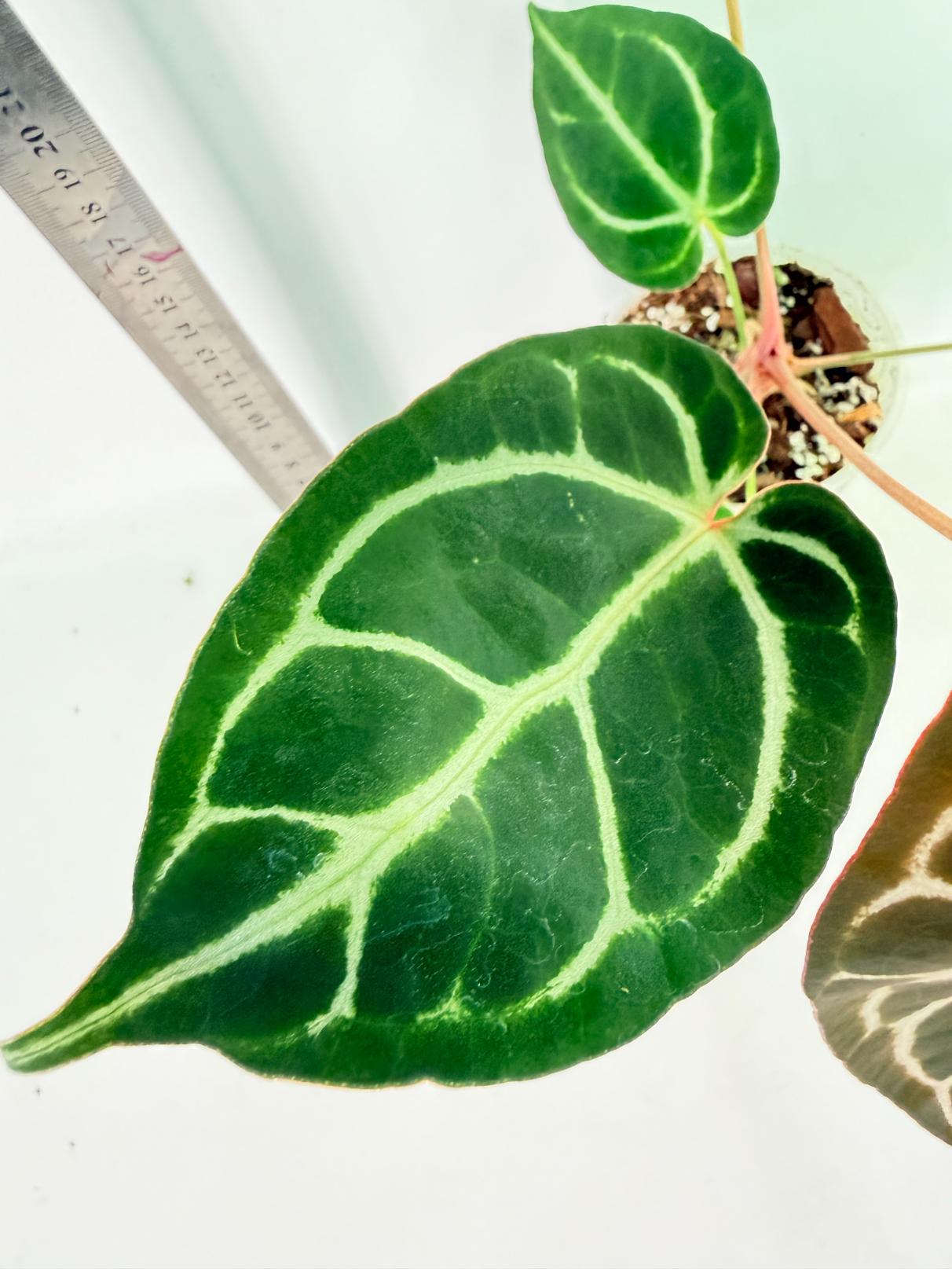 Anthurium Red Crystallinum x Dorayaki 6
