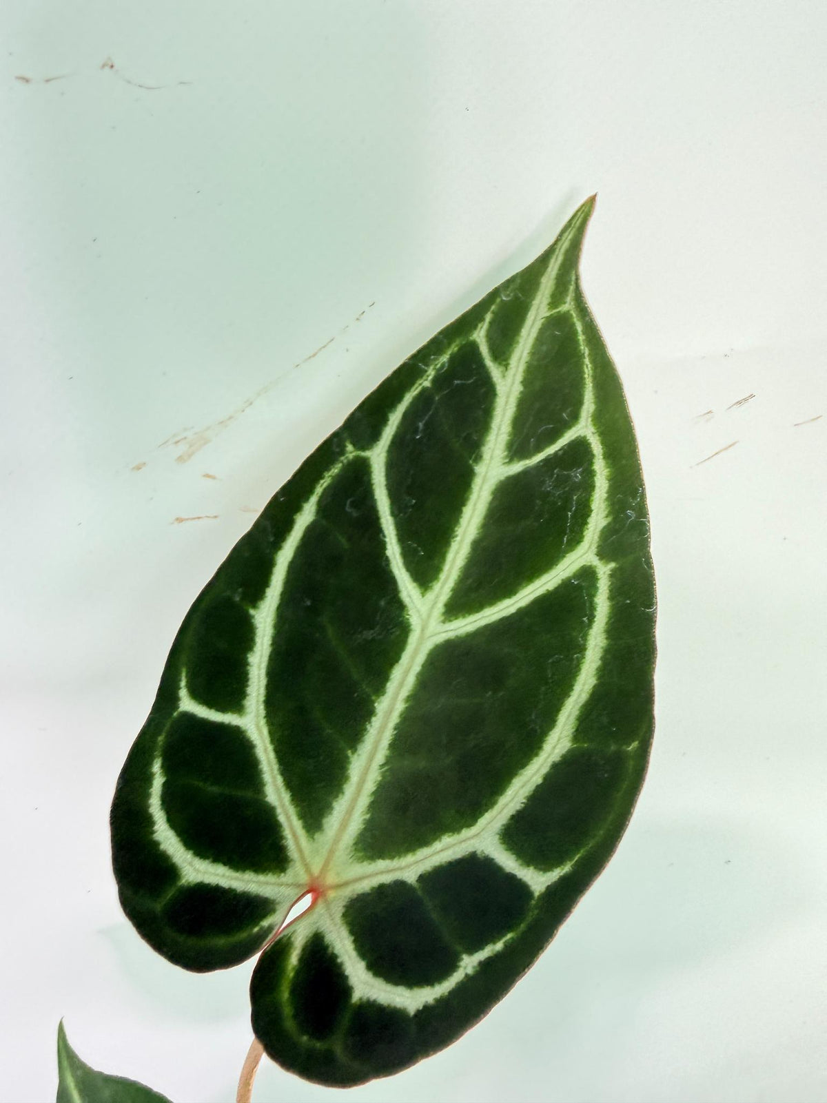 Anthurium Red Crystallinum x Dorayaki 9