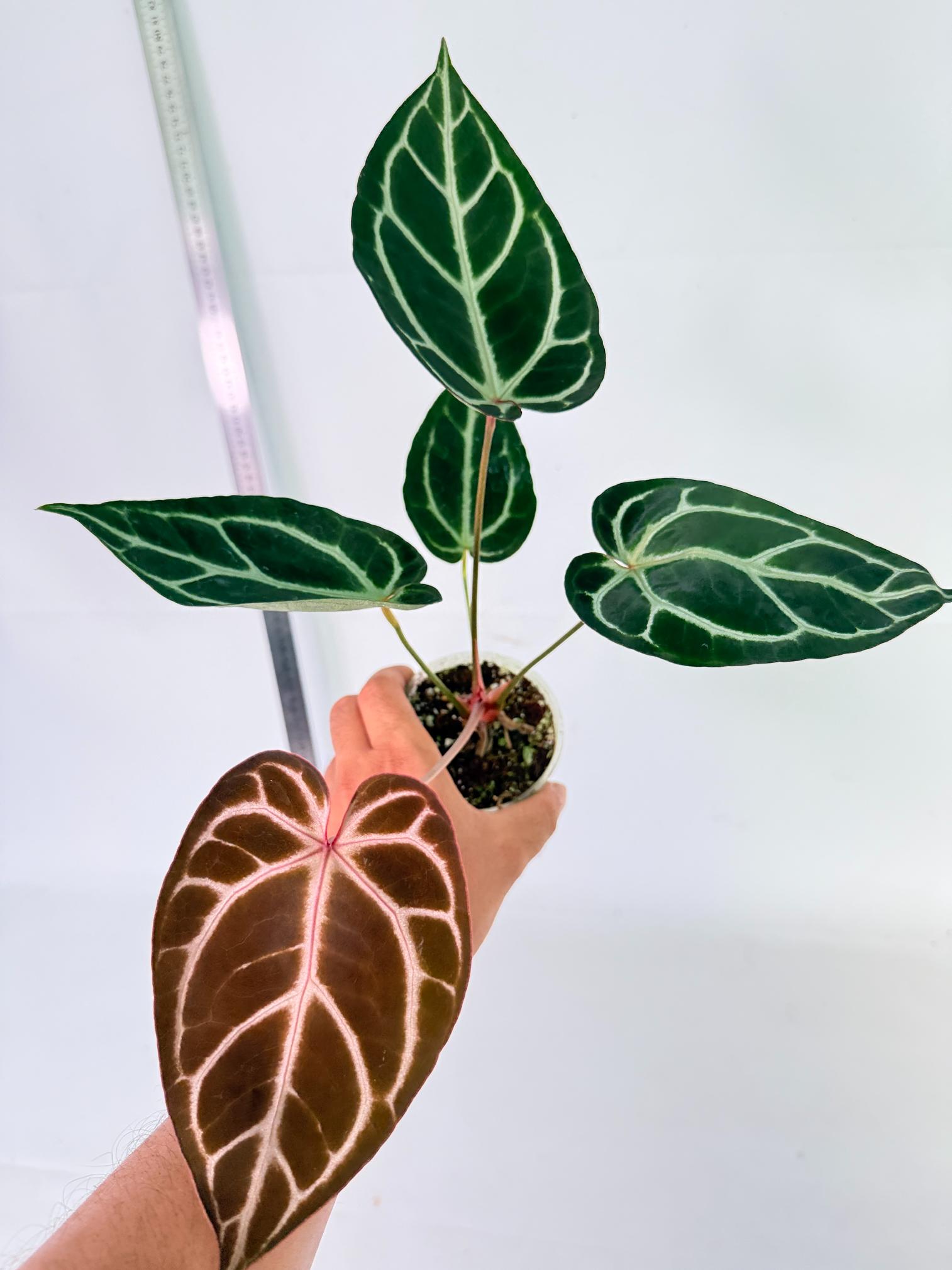 Anthurium Red Crystallinum x Dorayaki 2