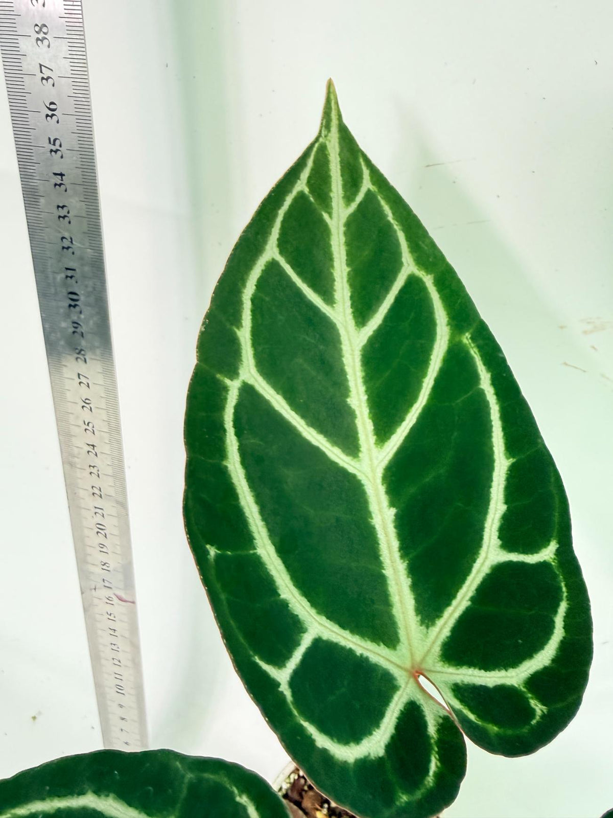 Anthurium Red Crystallinum x Dorayaki 10