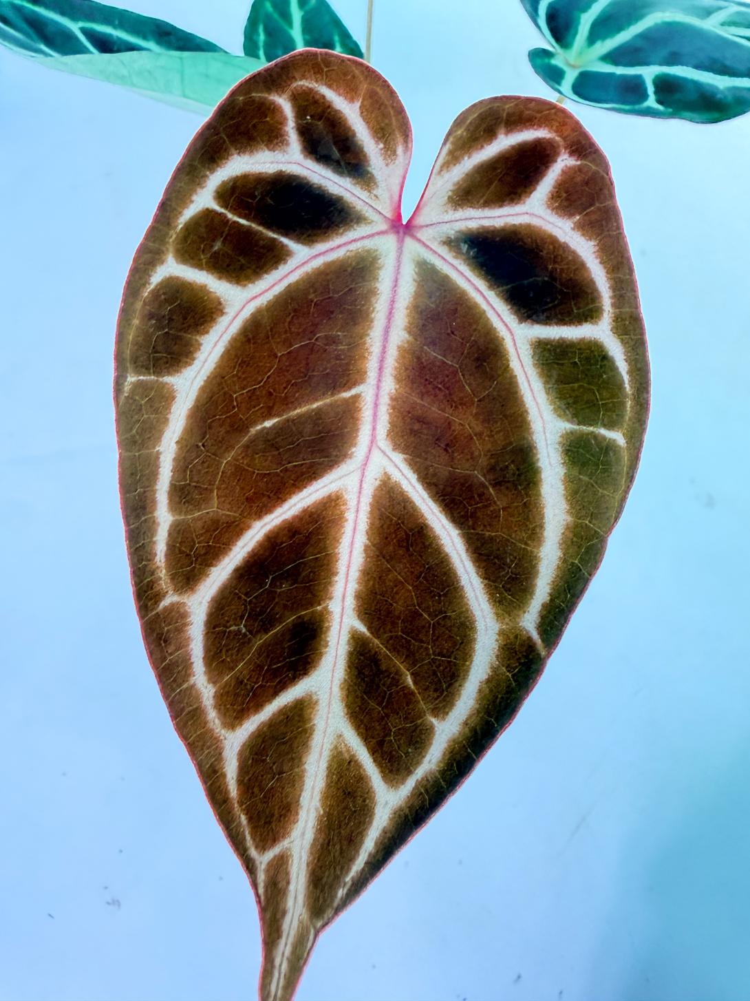 Anthurium Red Crystallinum x Dorayaki 1