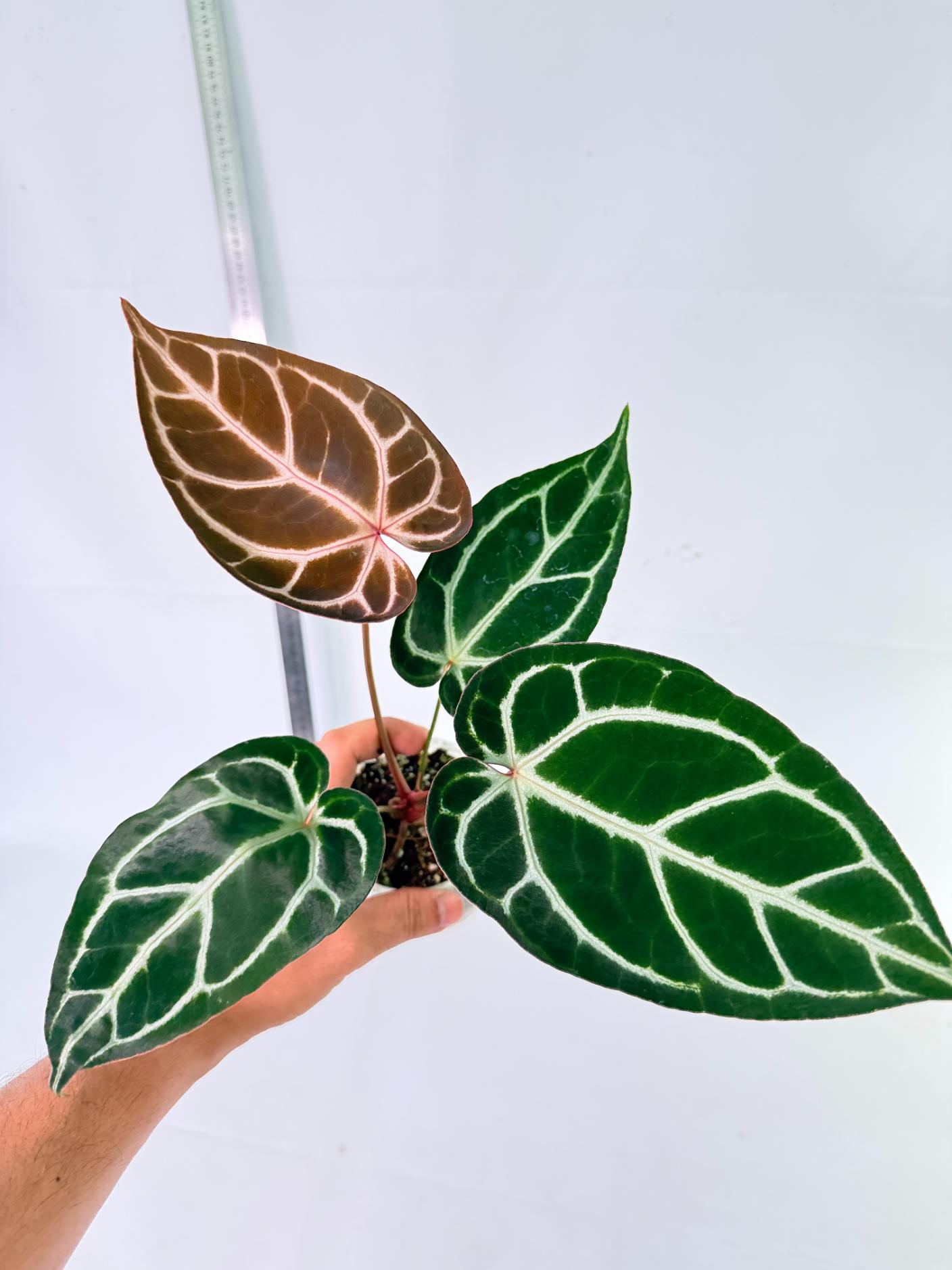 Anthurium Red Crystallinum x Dorayaki 3