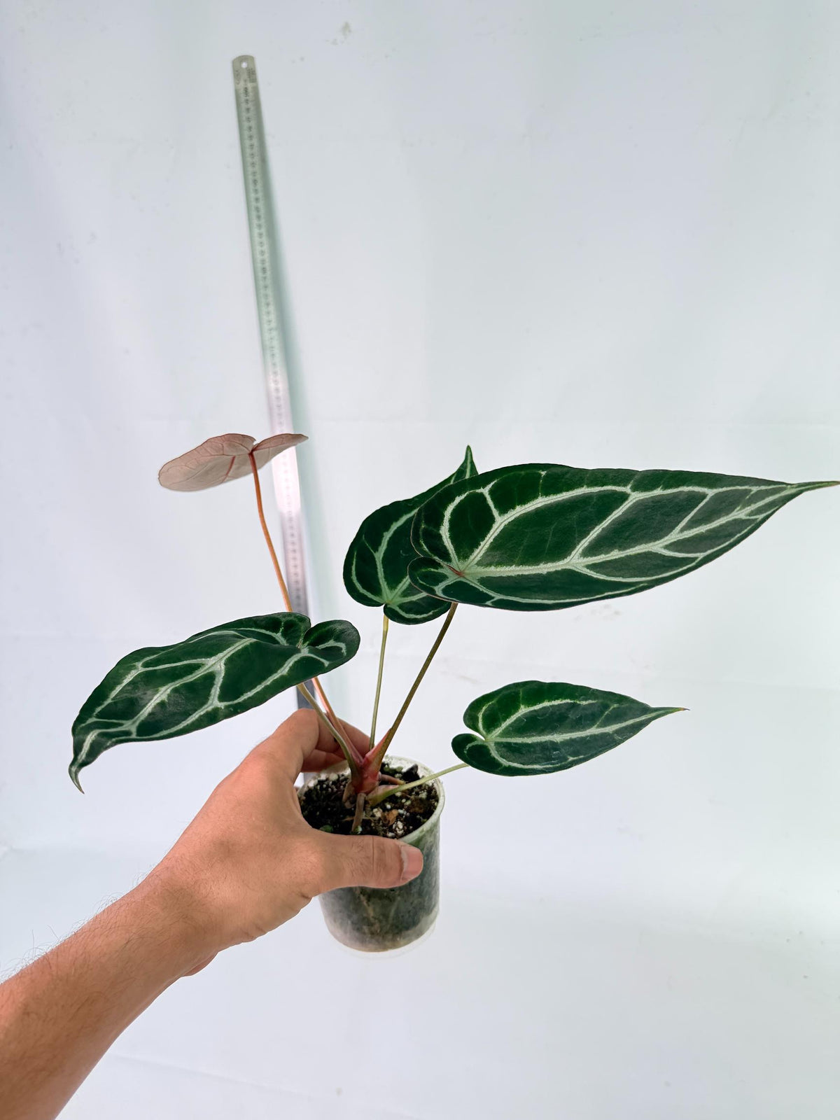 Anthurium Red Crystallinum x Dorayaki 7
