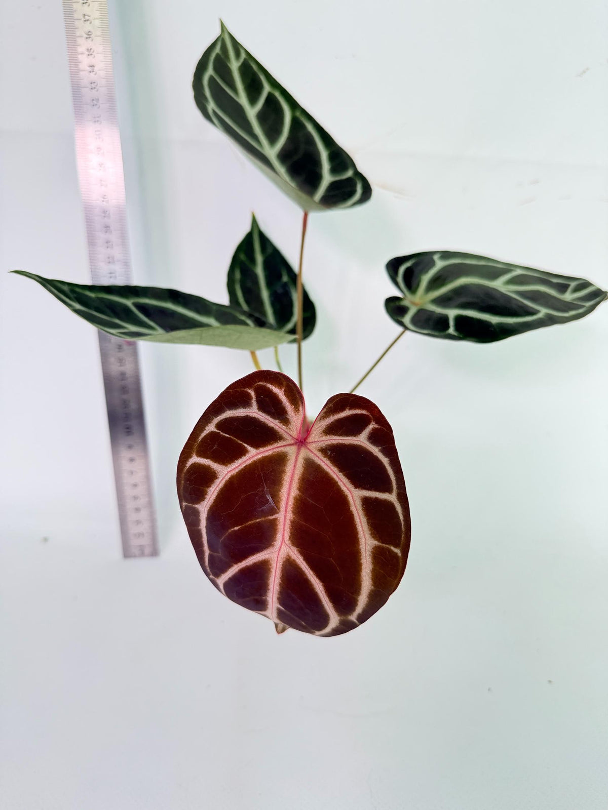 Anthurium Red Crystallinum x Dorayaki 8