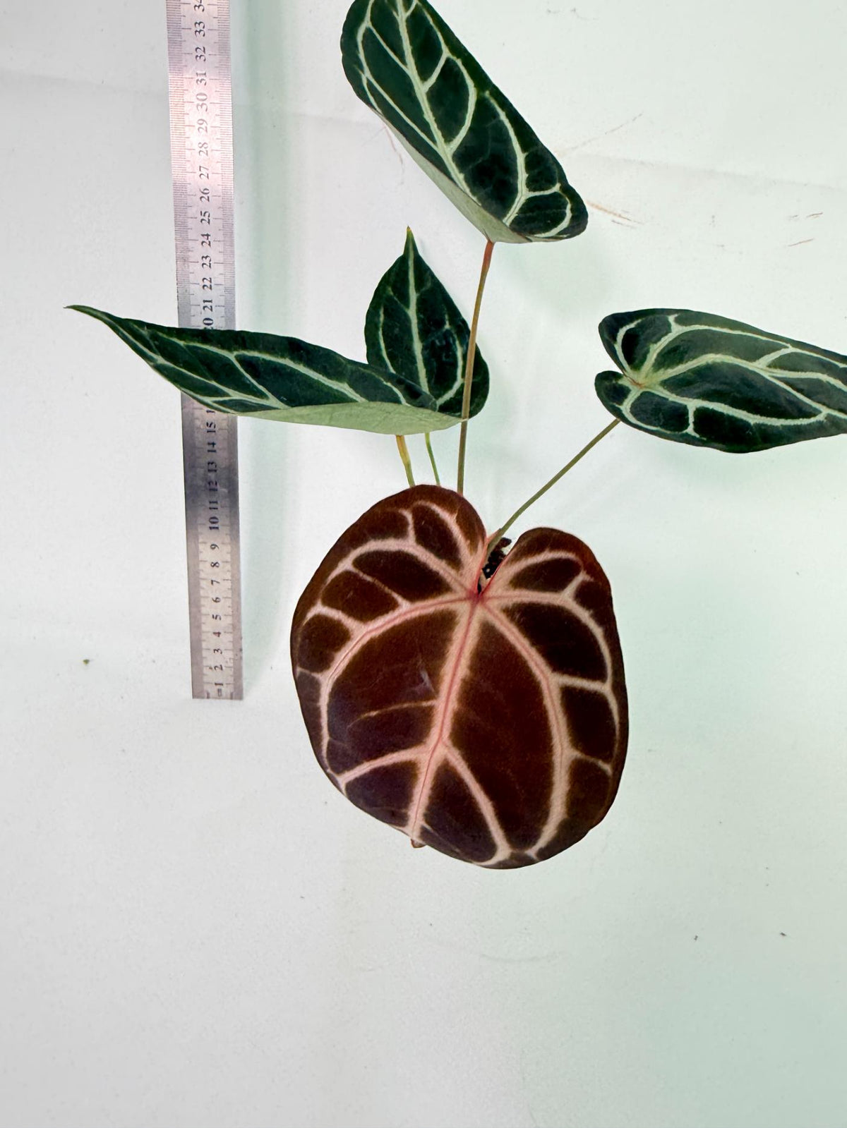 Anthurium Red Crystallinum x Dorayaki 5